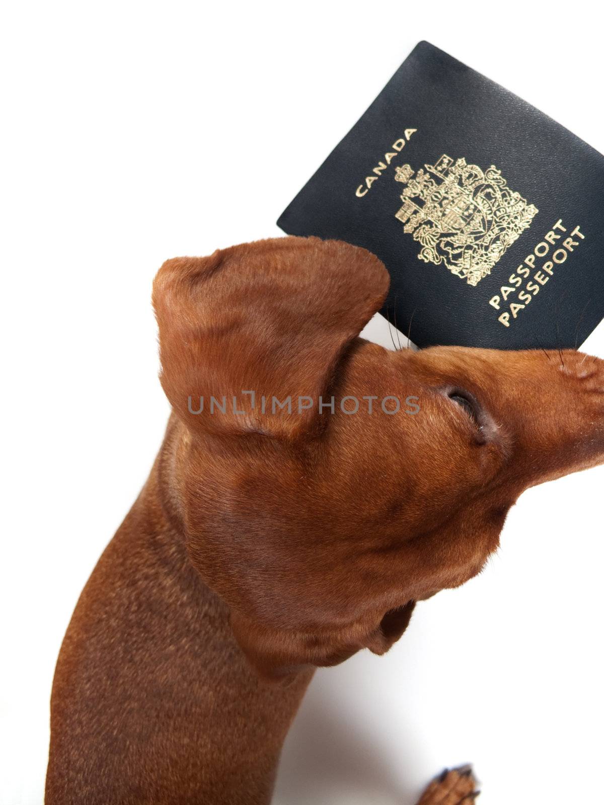 Looking down at a miniature Dachshund, holding a passport in his mouth, isolated on white.