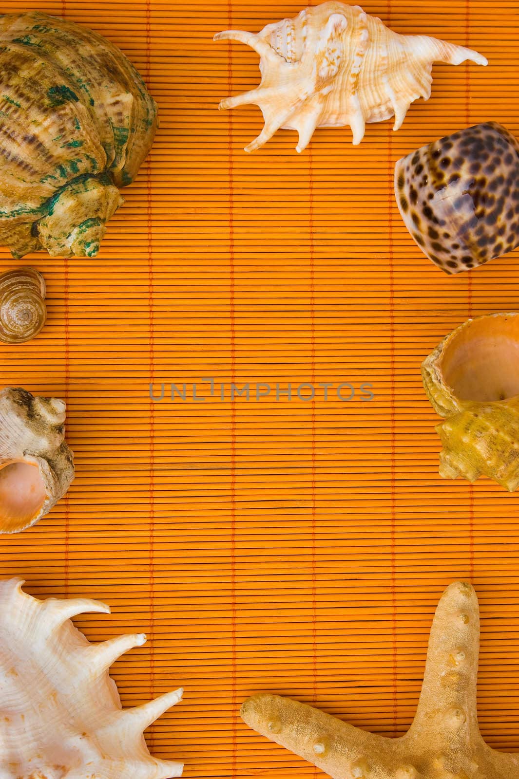 Frame of sea shells by oleg_zhukov