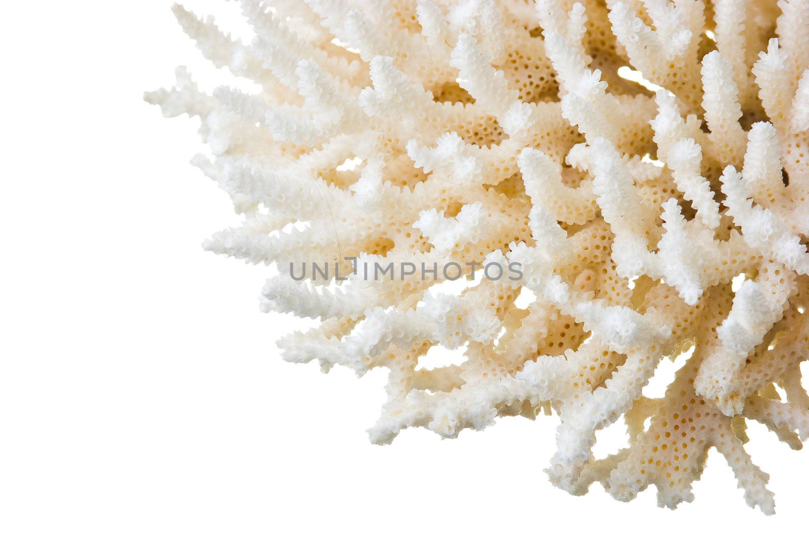 coral isolated on a white background