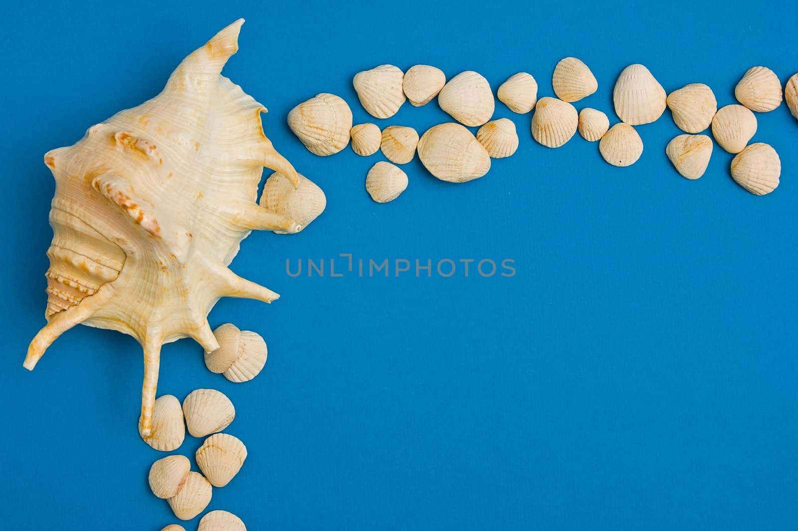 Frame of sea shells on a blue background