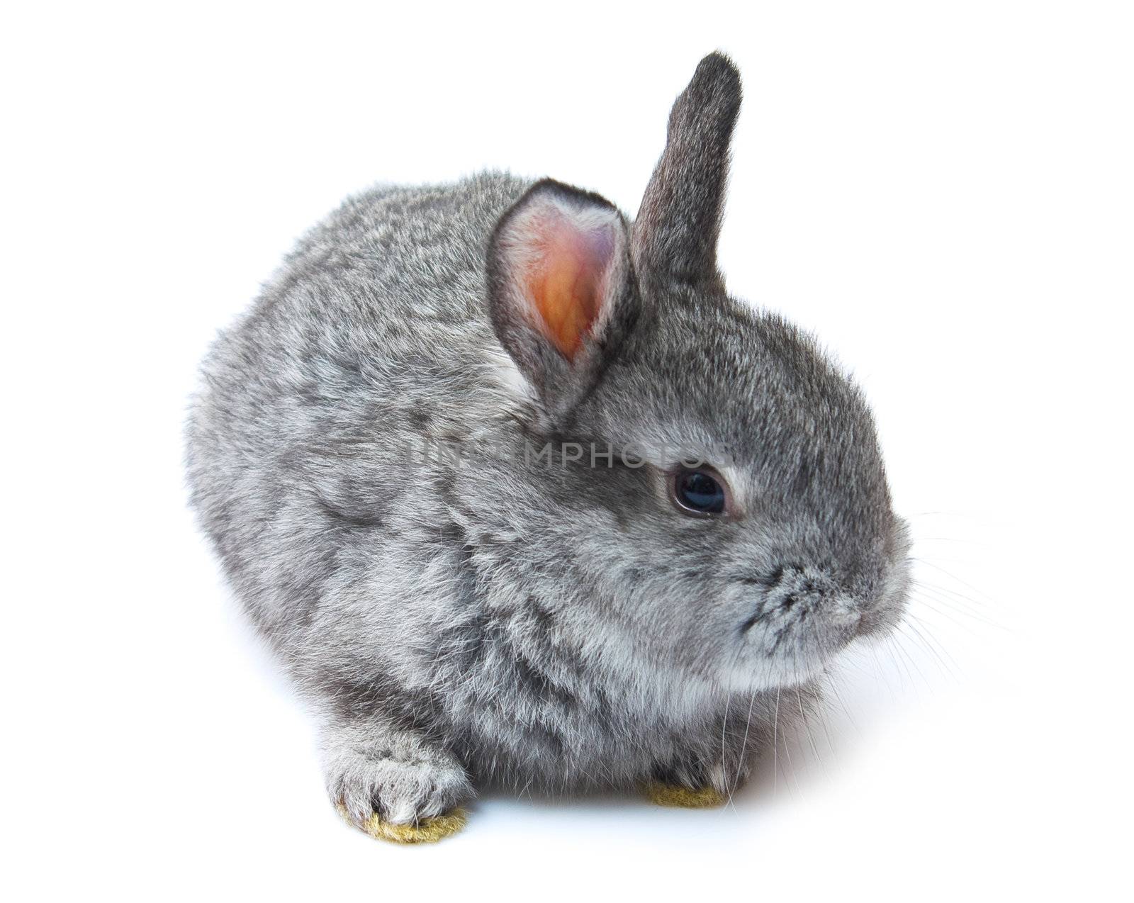 Happy New Year of rabbit isolated on a white background