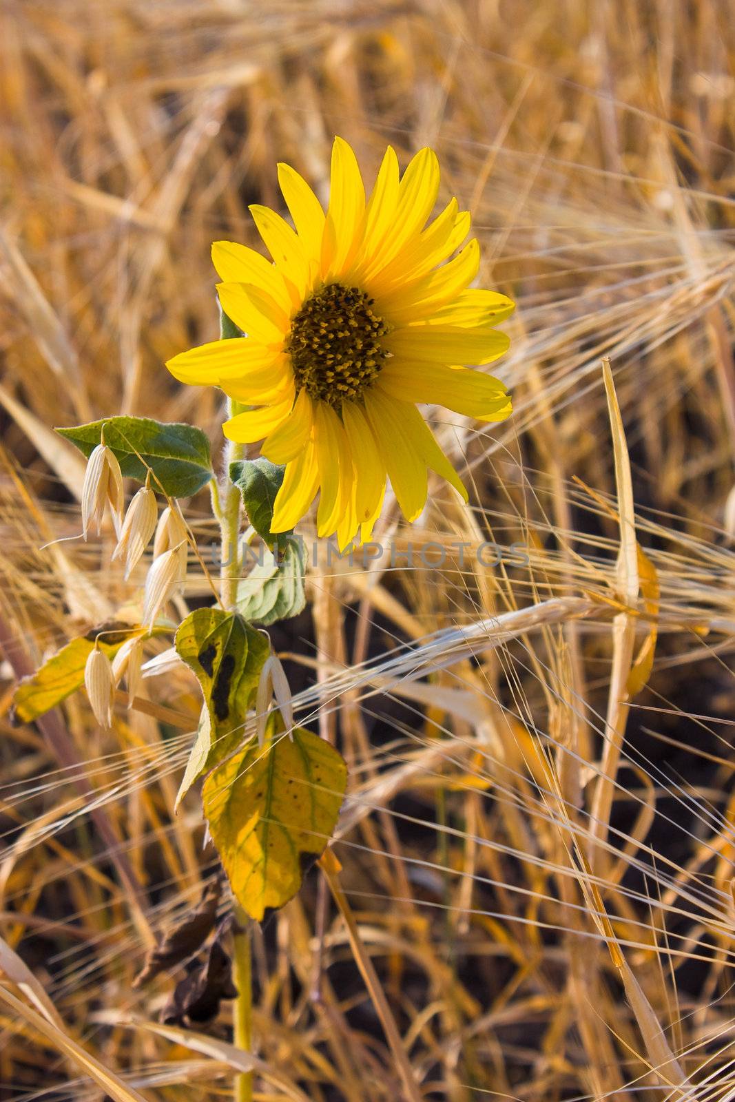 sunflower seeds at the barley field