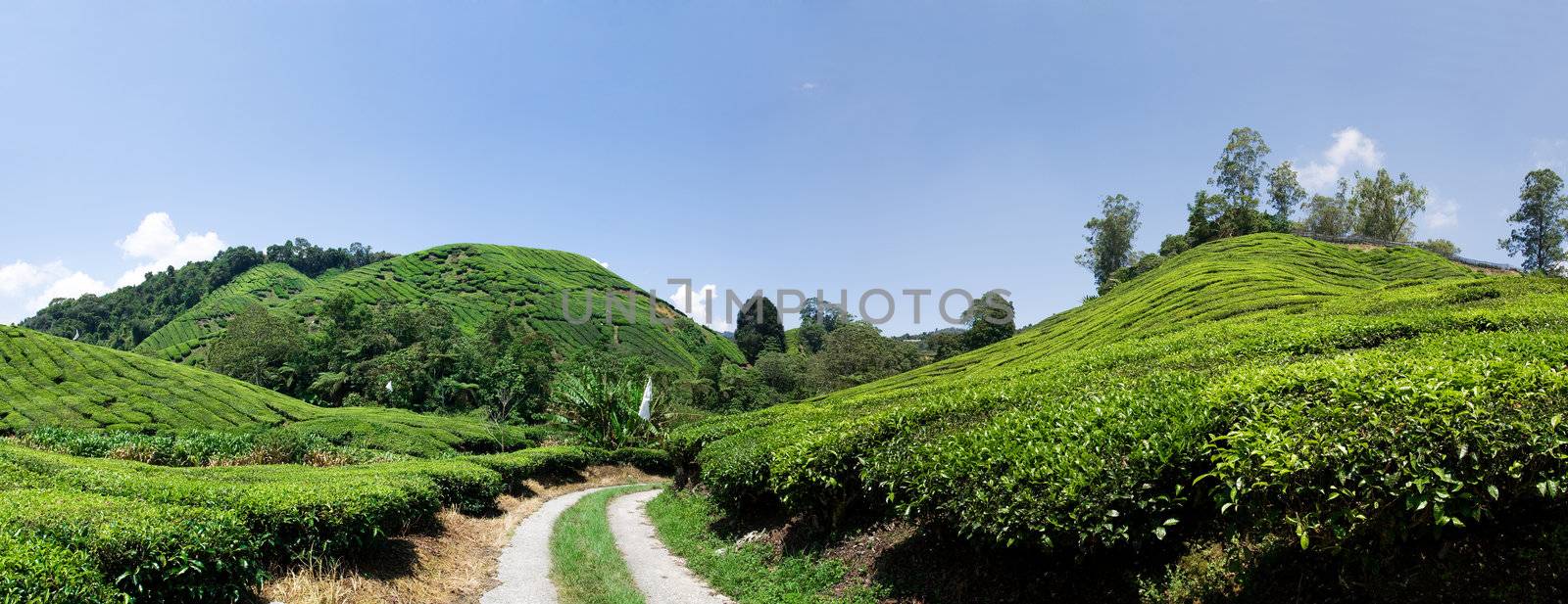 Tea plantation panorama in Cameron Higlands, Malaysia