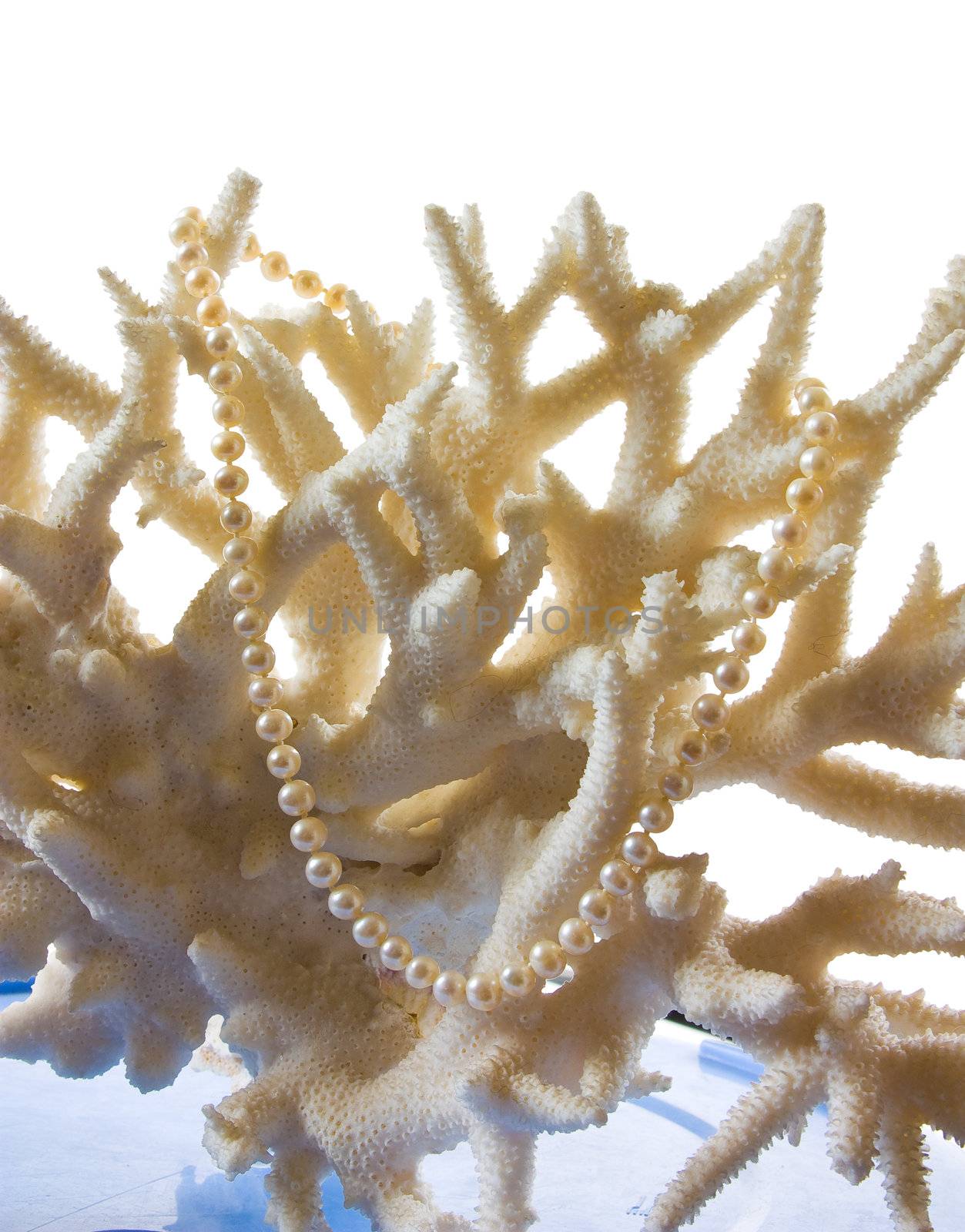 a pearl necklace against the backdrop of coral isolated on a white background