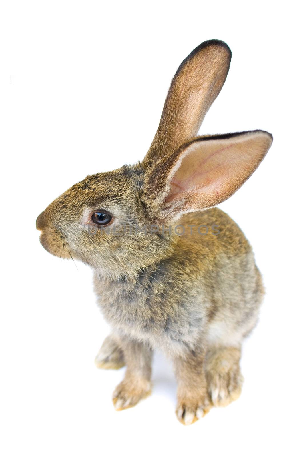 Happy New Year of rabbit isolated on a white background