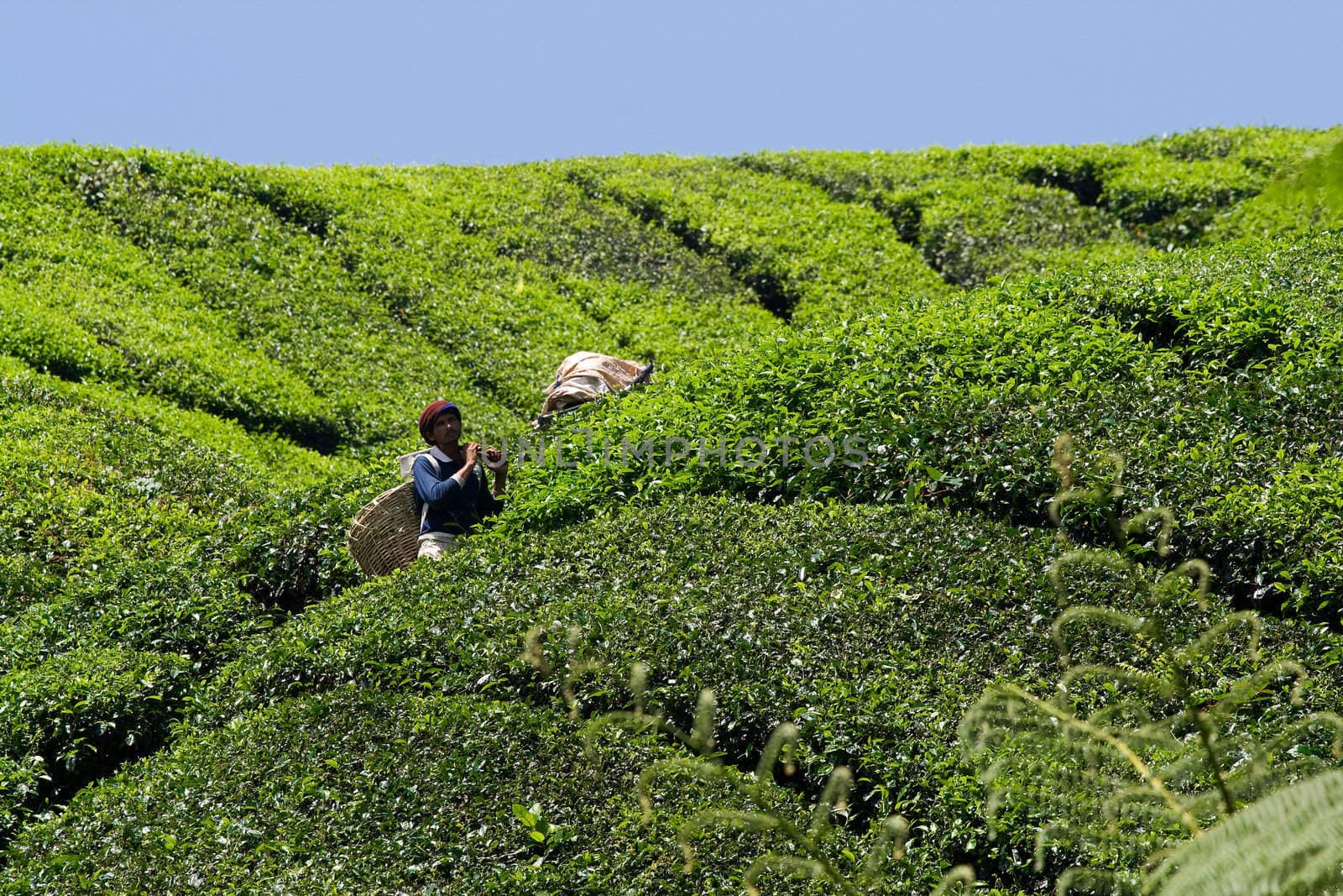 CAMERON HIGHLANDS, MALAYSIA, 4 JULY, 2009: Workers harvesting tea in Boh tea plantation.