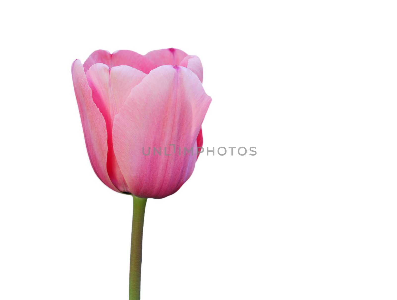 Beautiful pink tulip against white background. Clipping path provided