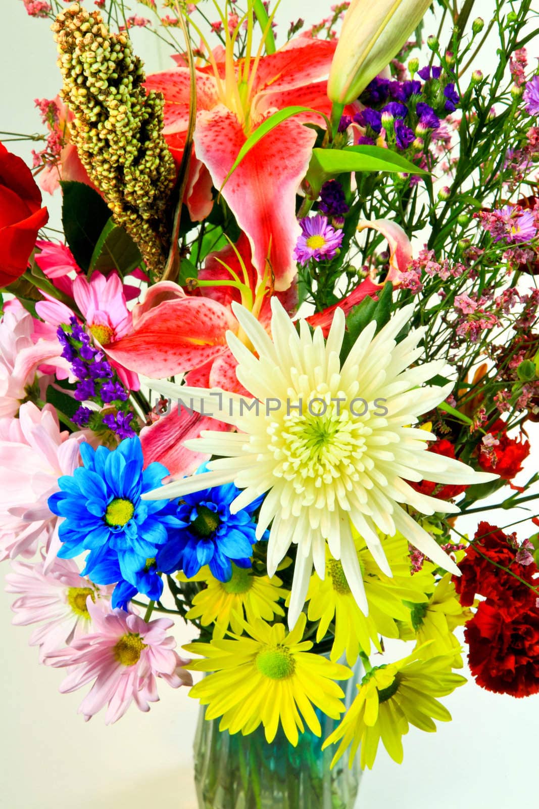 The beautiful flowers on the white background 
