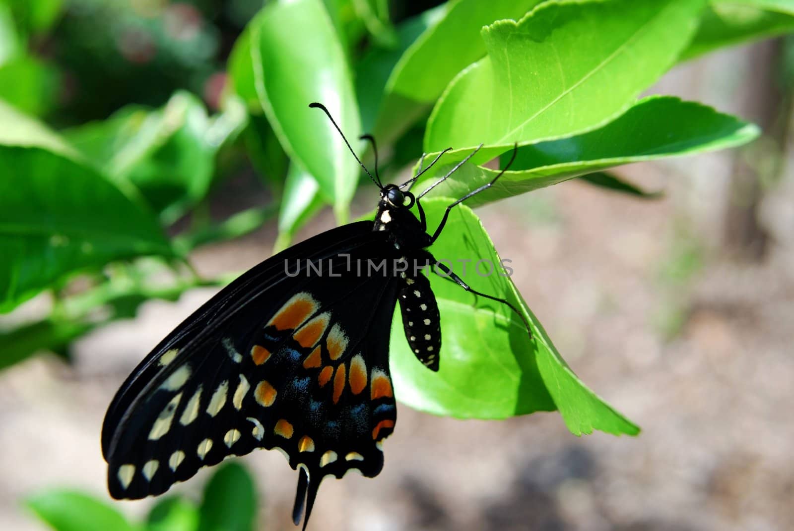 eastern black swallowtail butterfly on a leave