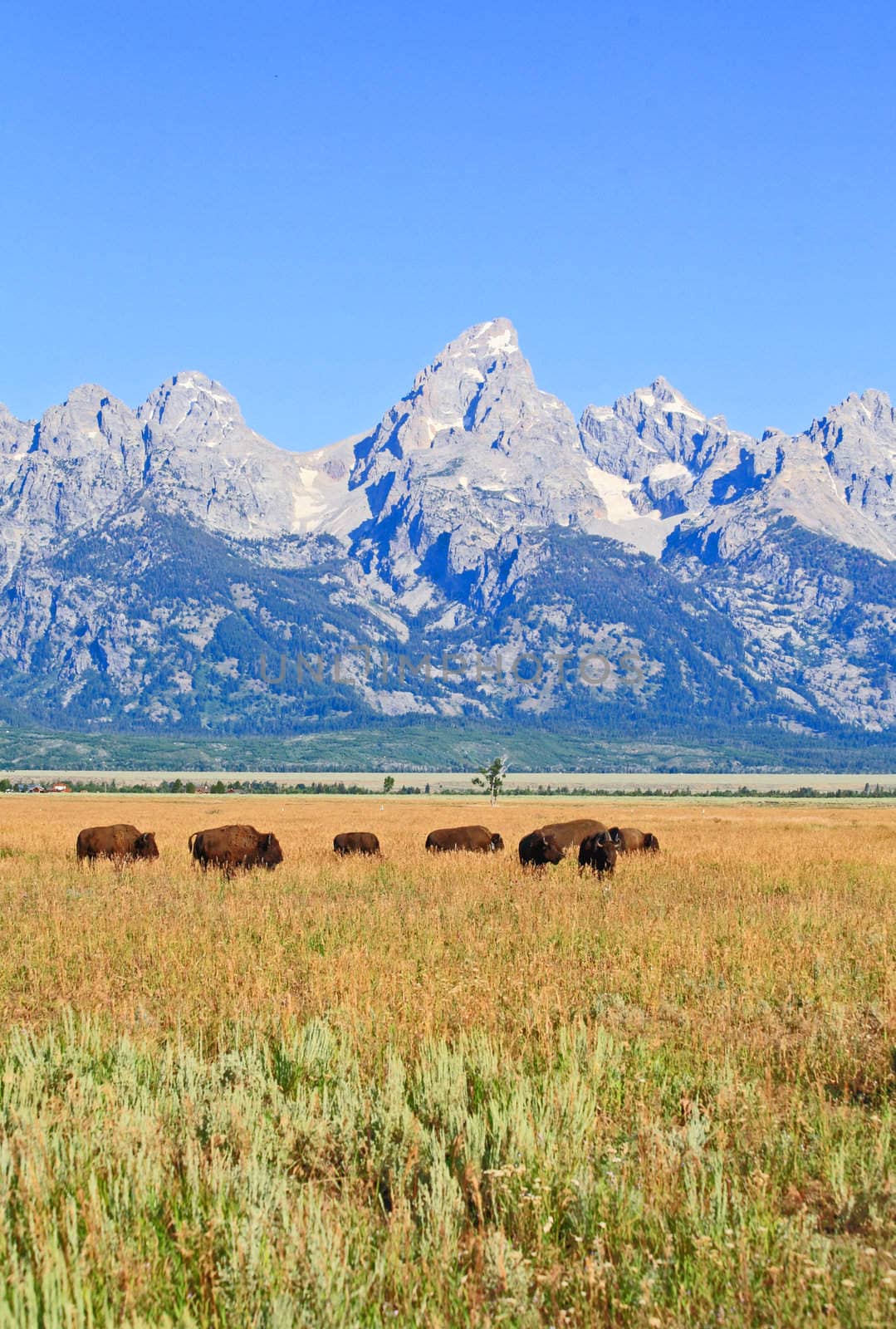Bisons at Antelope Flats at Grand Teton National Park in the morning 