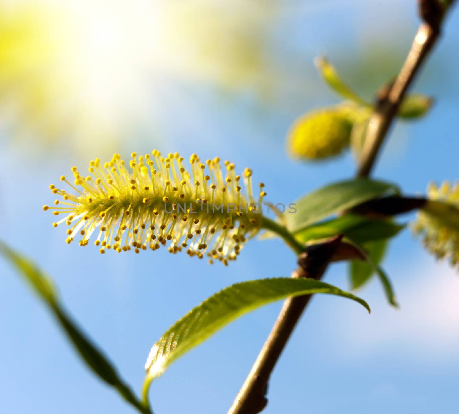 Blooming willow tree.  Blooming Salix caprea.