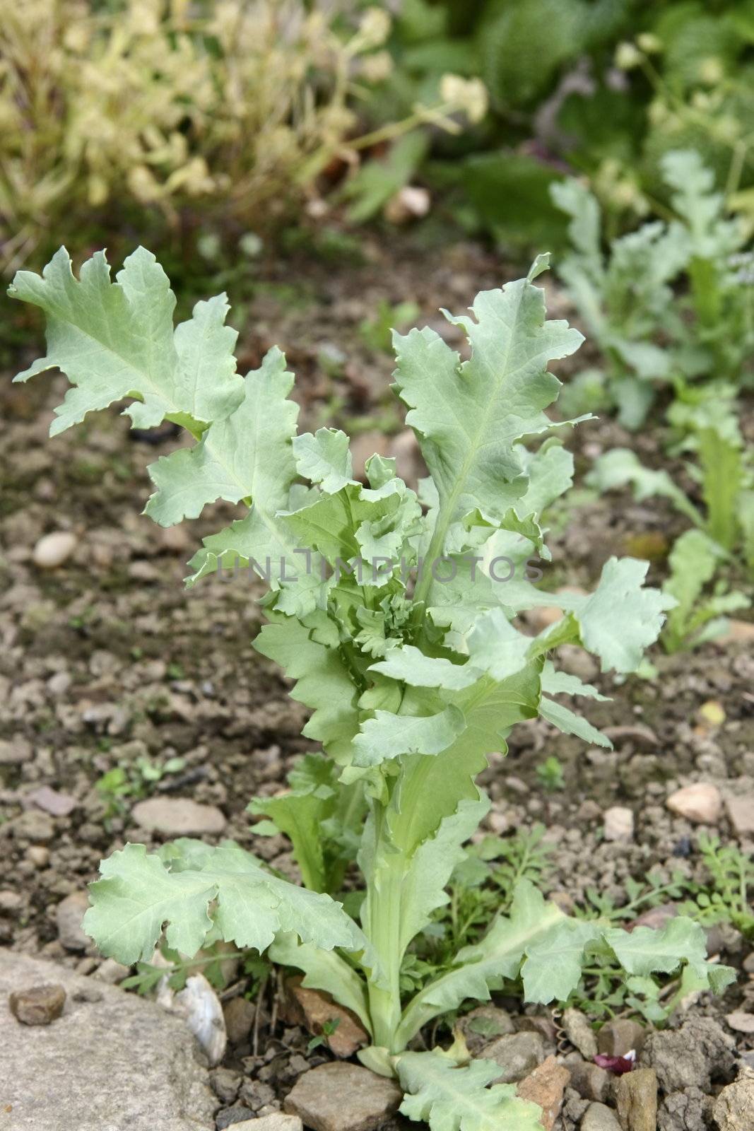 young poppy plant growing in the garden 