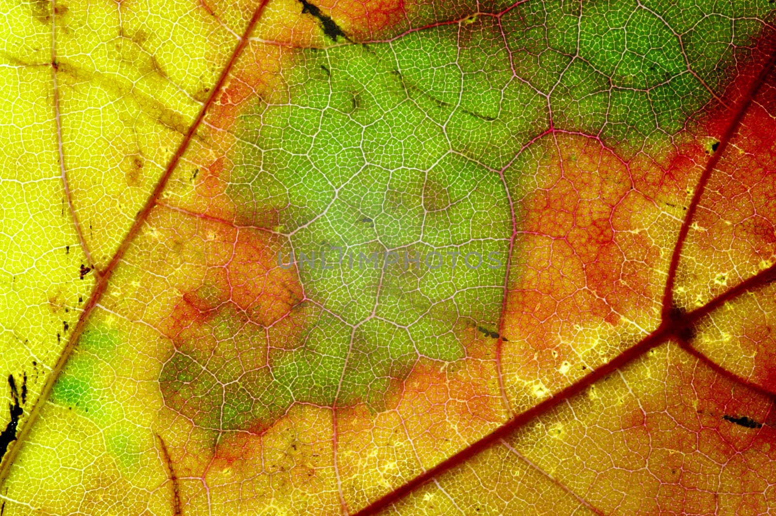 Detail (close-up) of the autumn leaf