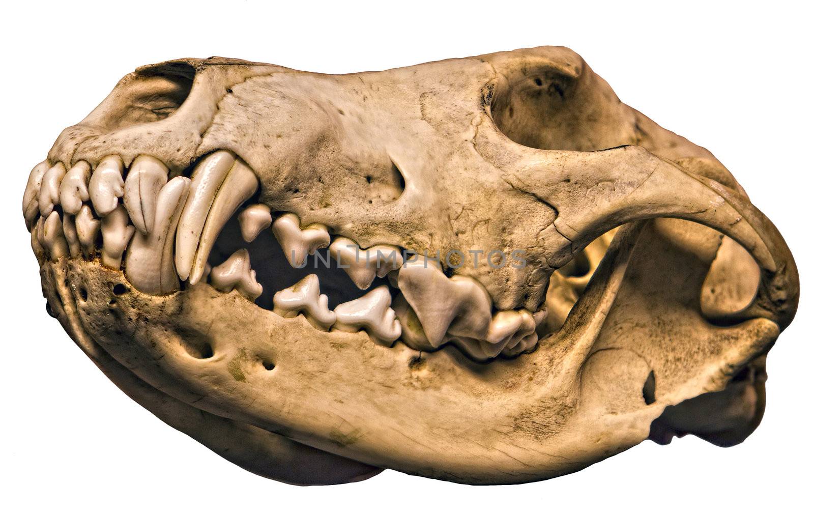 Isolated Wolf Cranium