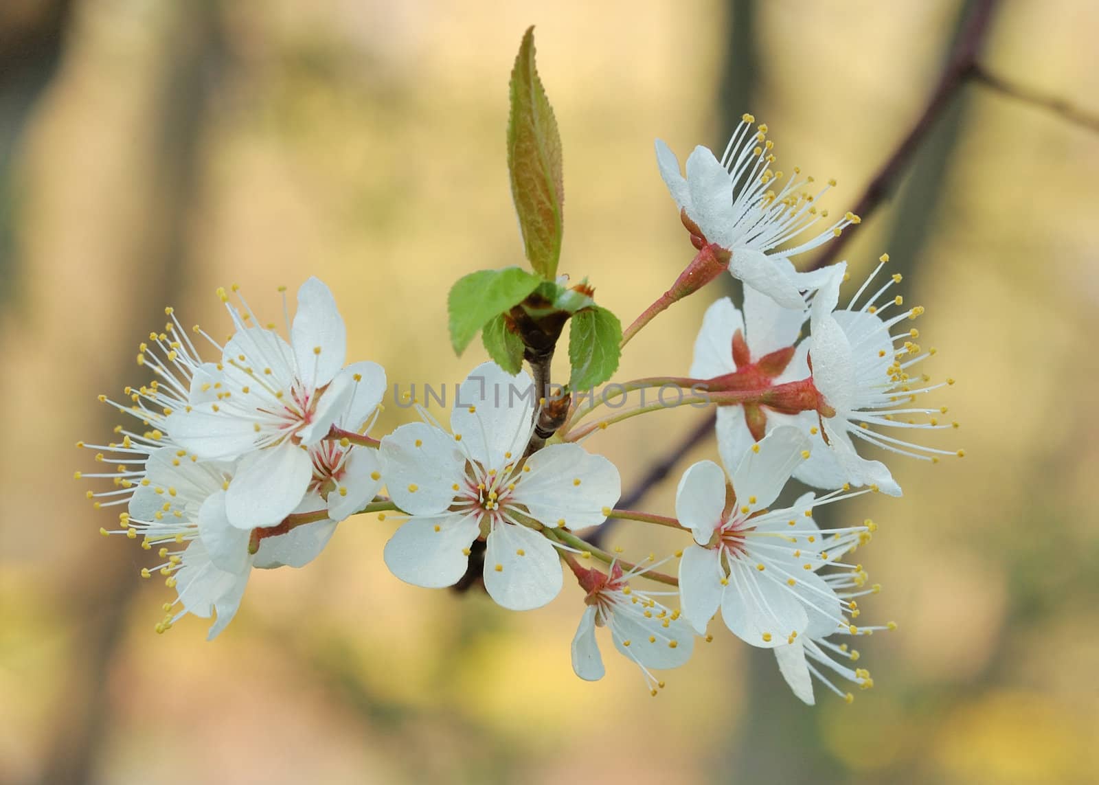 Close up of apple blossoms in early May.