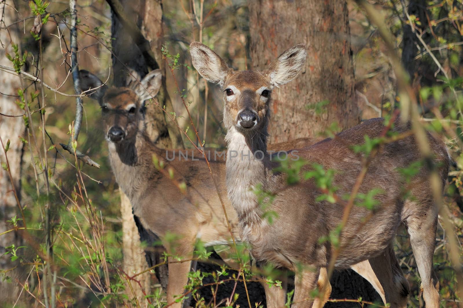 Whitetail deer doe standing in the woods with yearling shedding winter coat in early spring.
