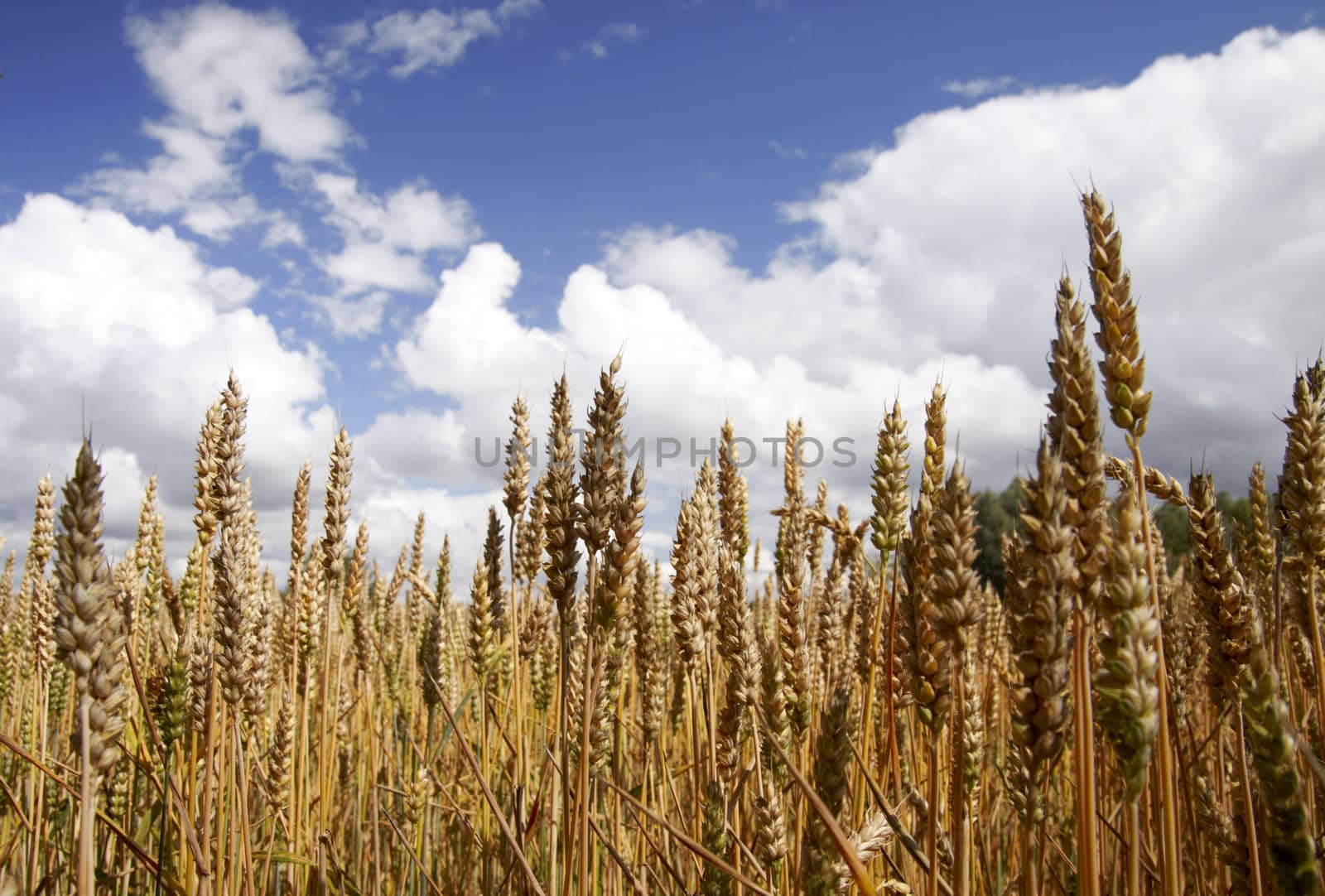 Golden wheat by Nikonas