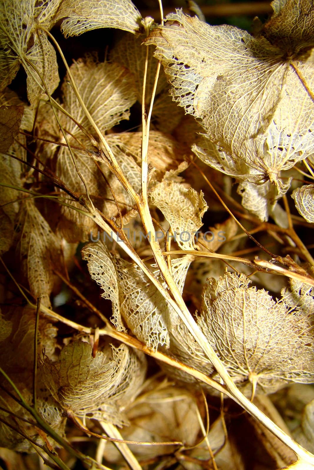 dried hortensia flower by elvira334