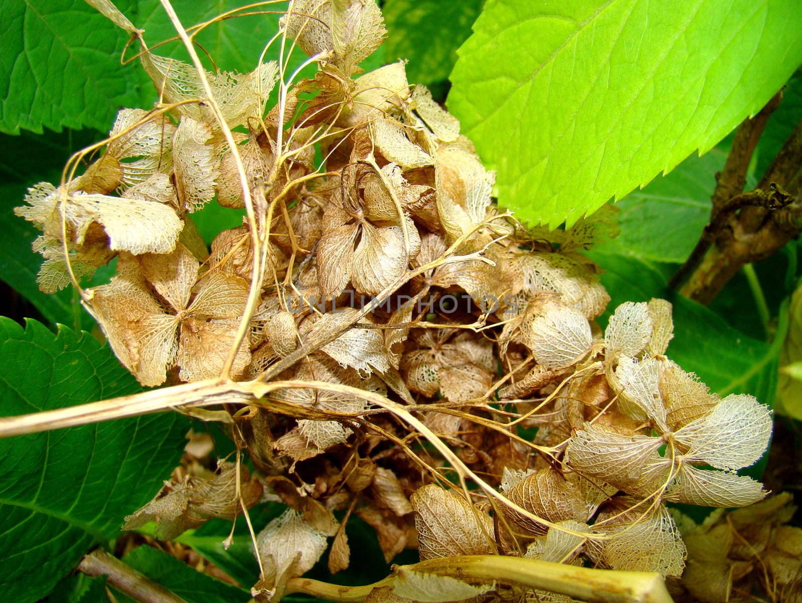 dried hortensia flowers by elvira334