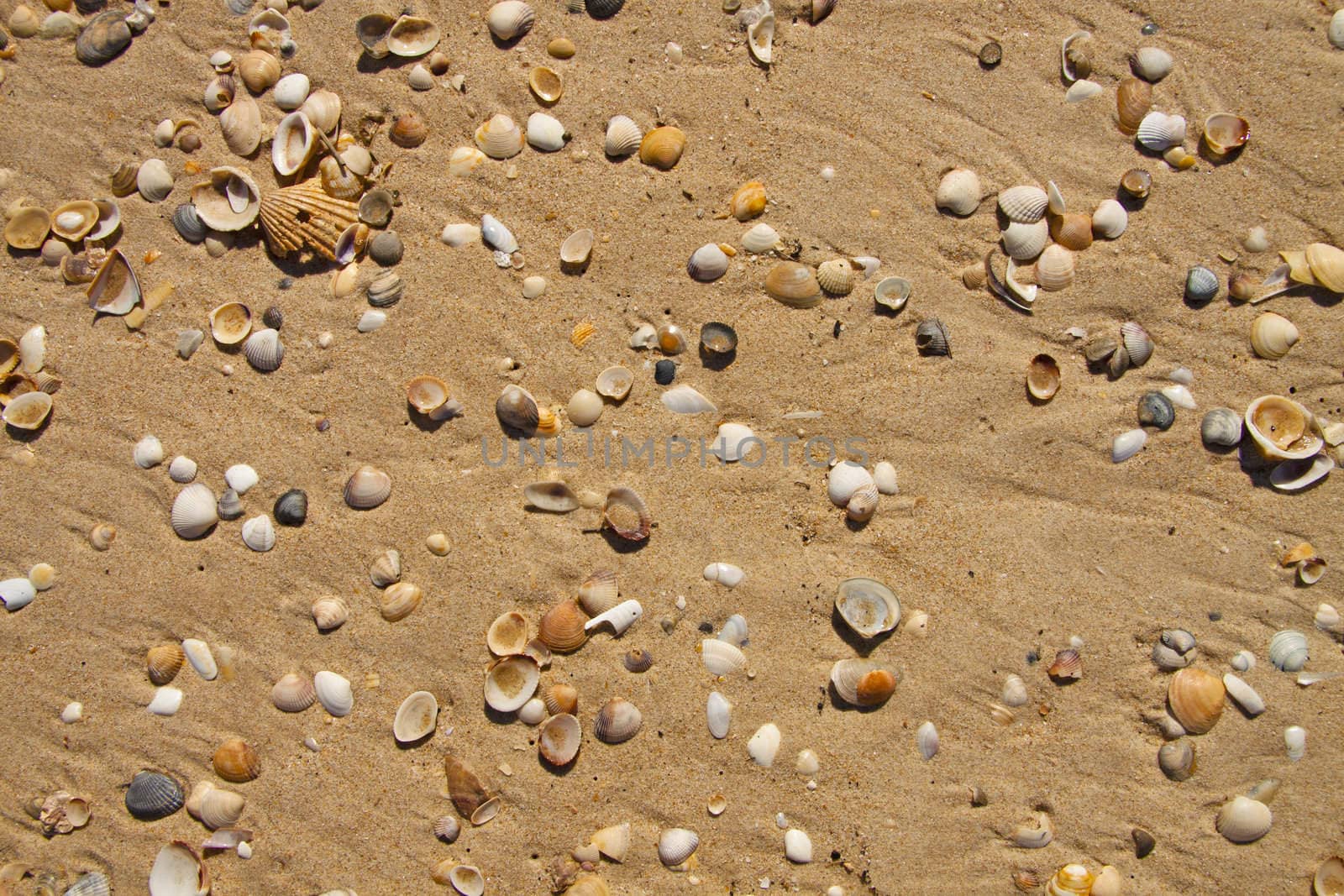 Small seashells over sand