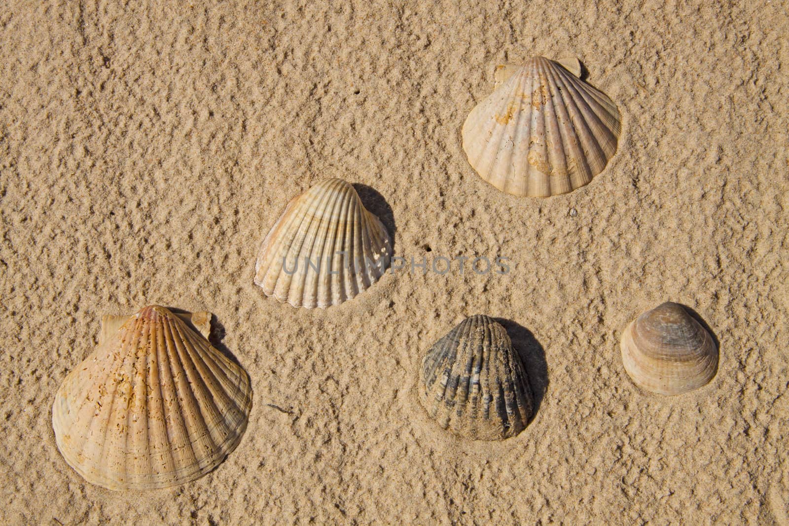 Seashells over sand