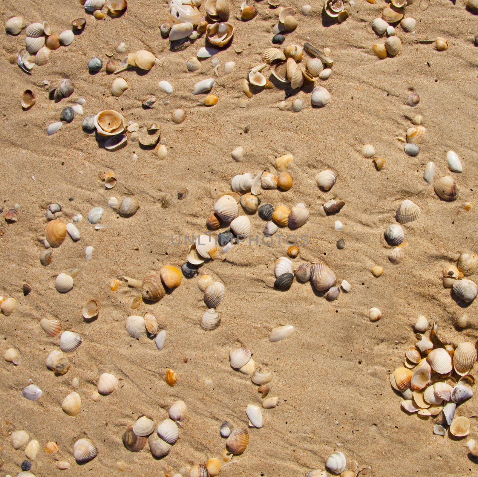 Small seashells over sand