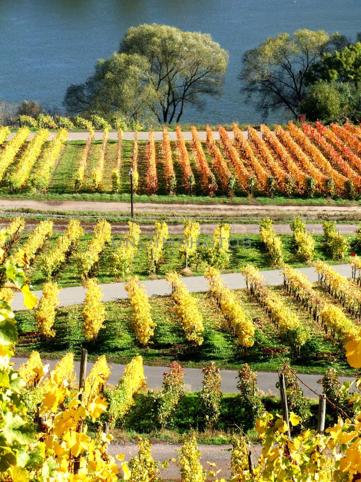 Herbst an der Mosel bei Reil