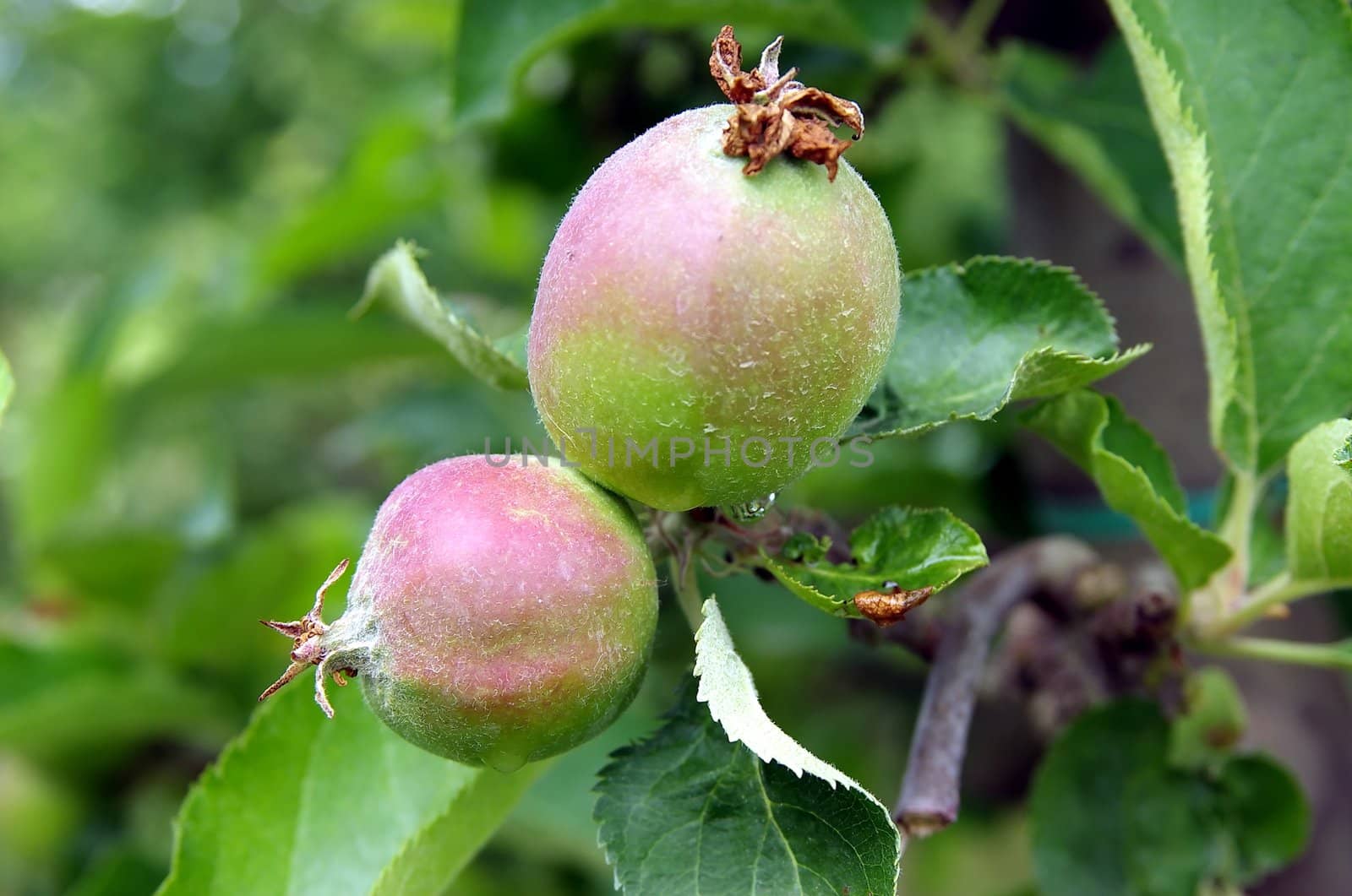 young immature apples