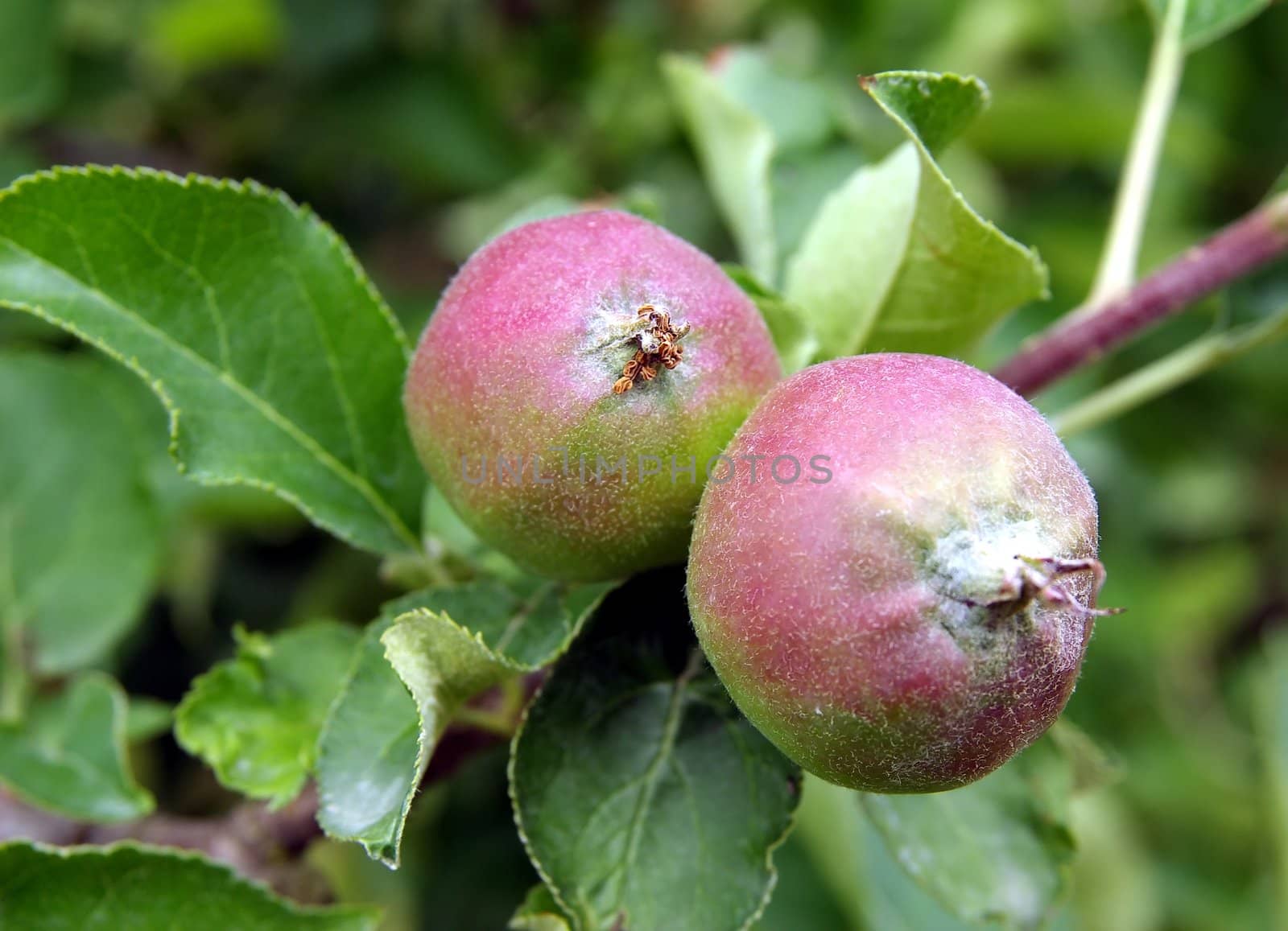 young immature apples