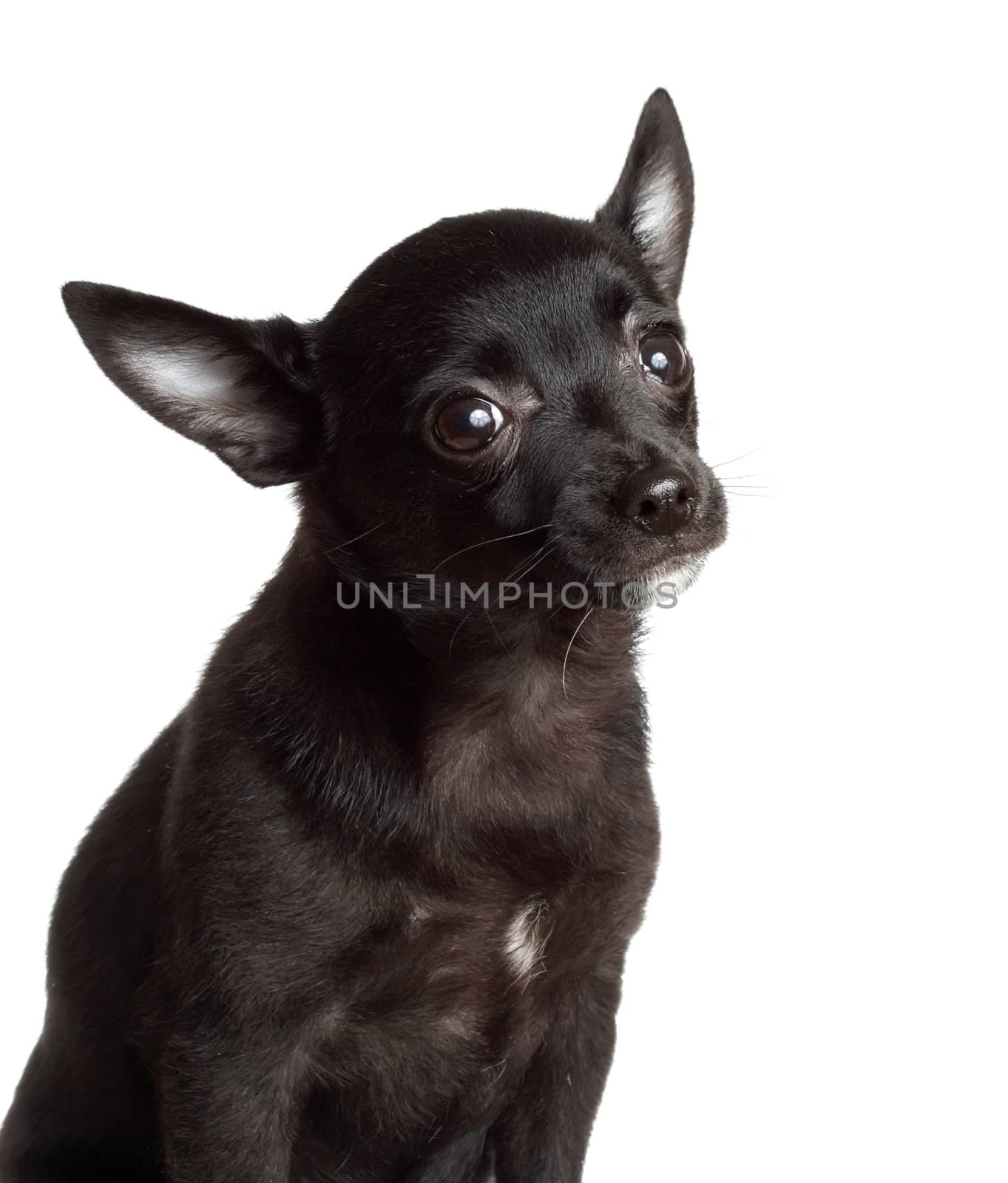 portrait of a cute chihuahua dog, white background
