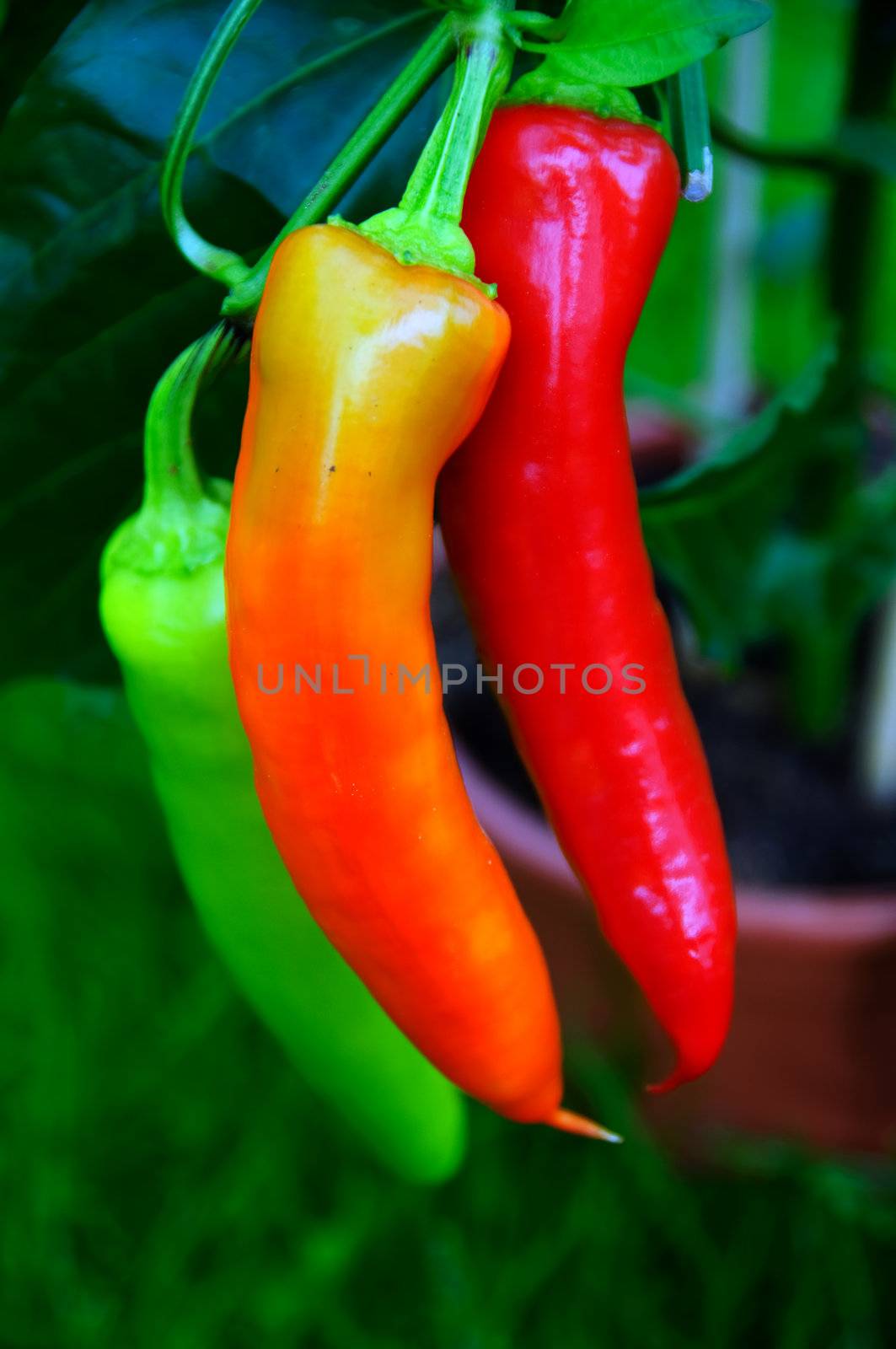 Cultivate chili peppers by GryT