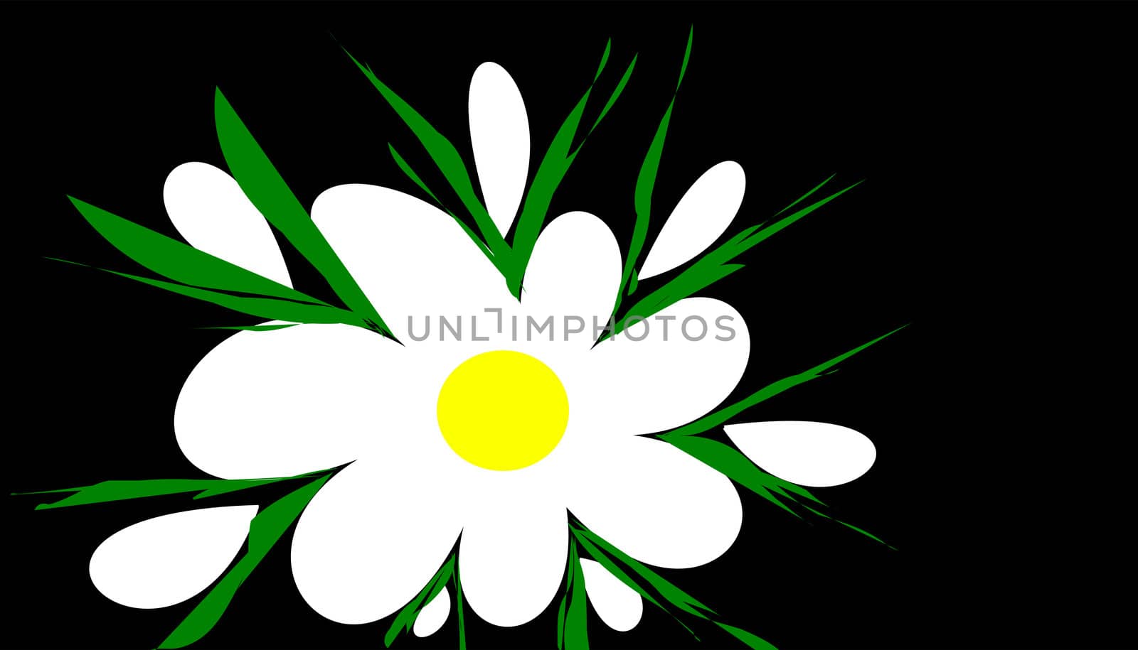 daisy on black background