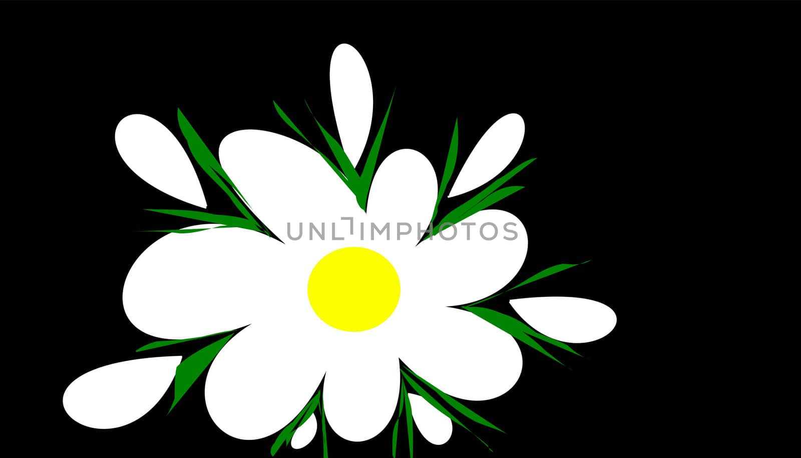 daisy on black background