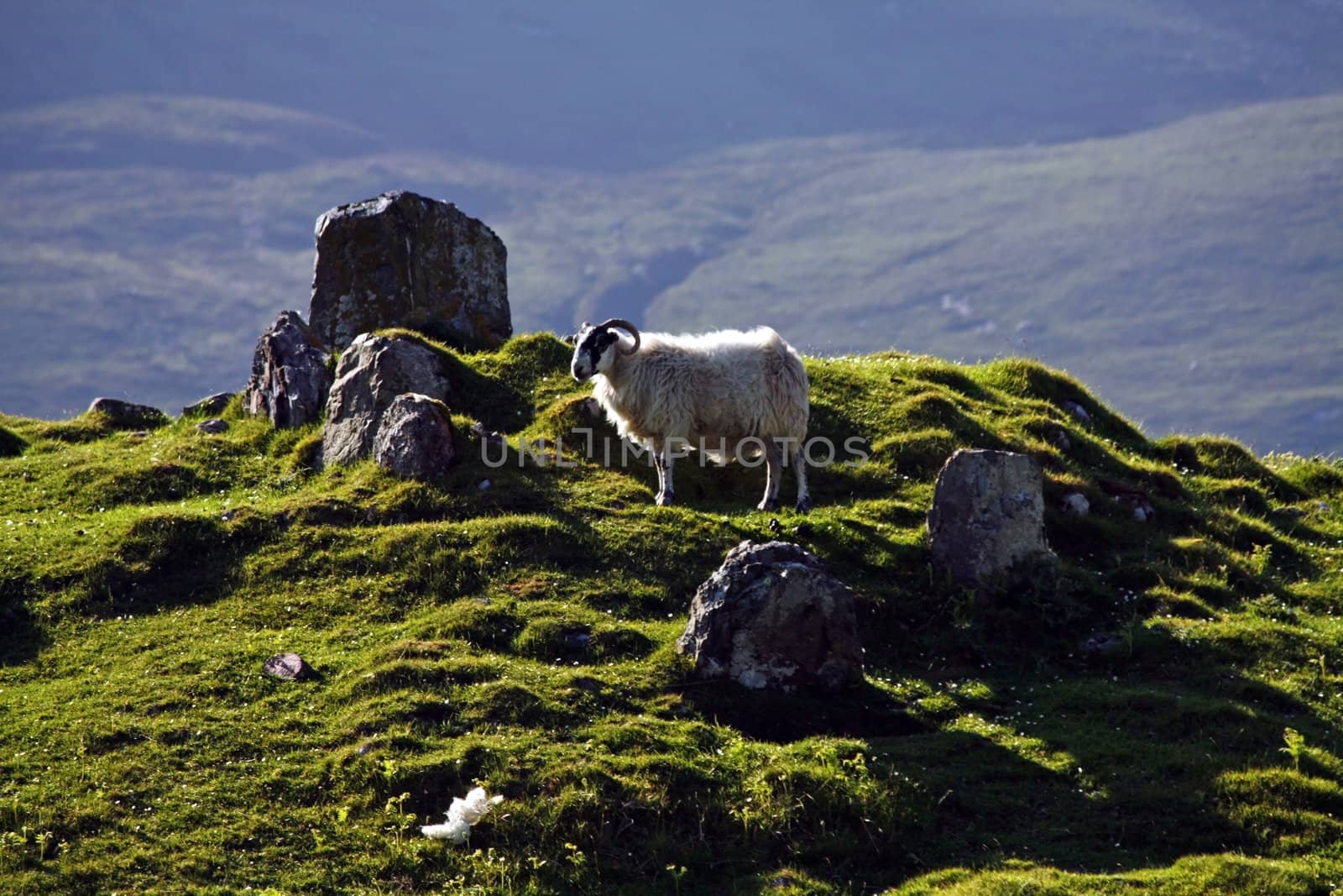 Sheep in a pasture on the Isle of Skye, Scotland.

