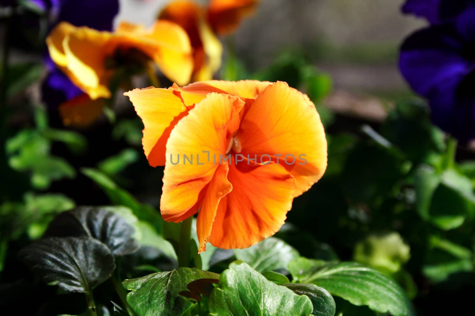 orange flower on the green grass background