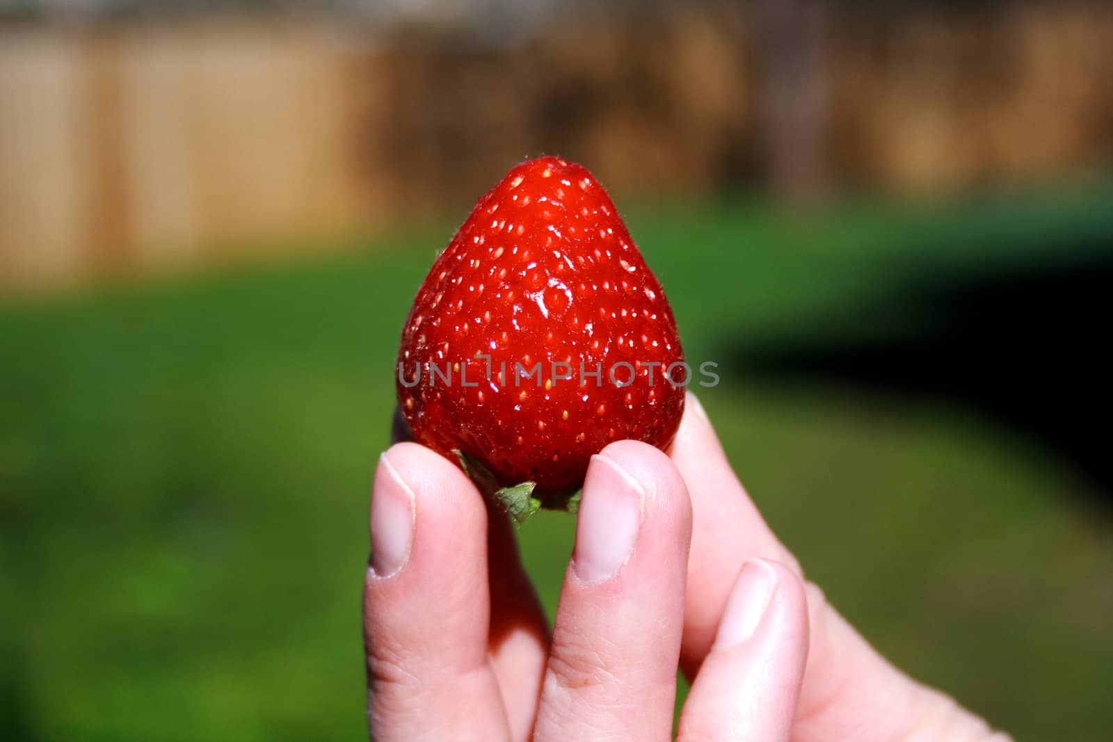 Fresh strawberry in hand on the green background