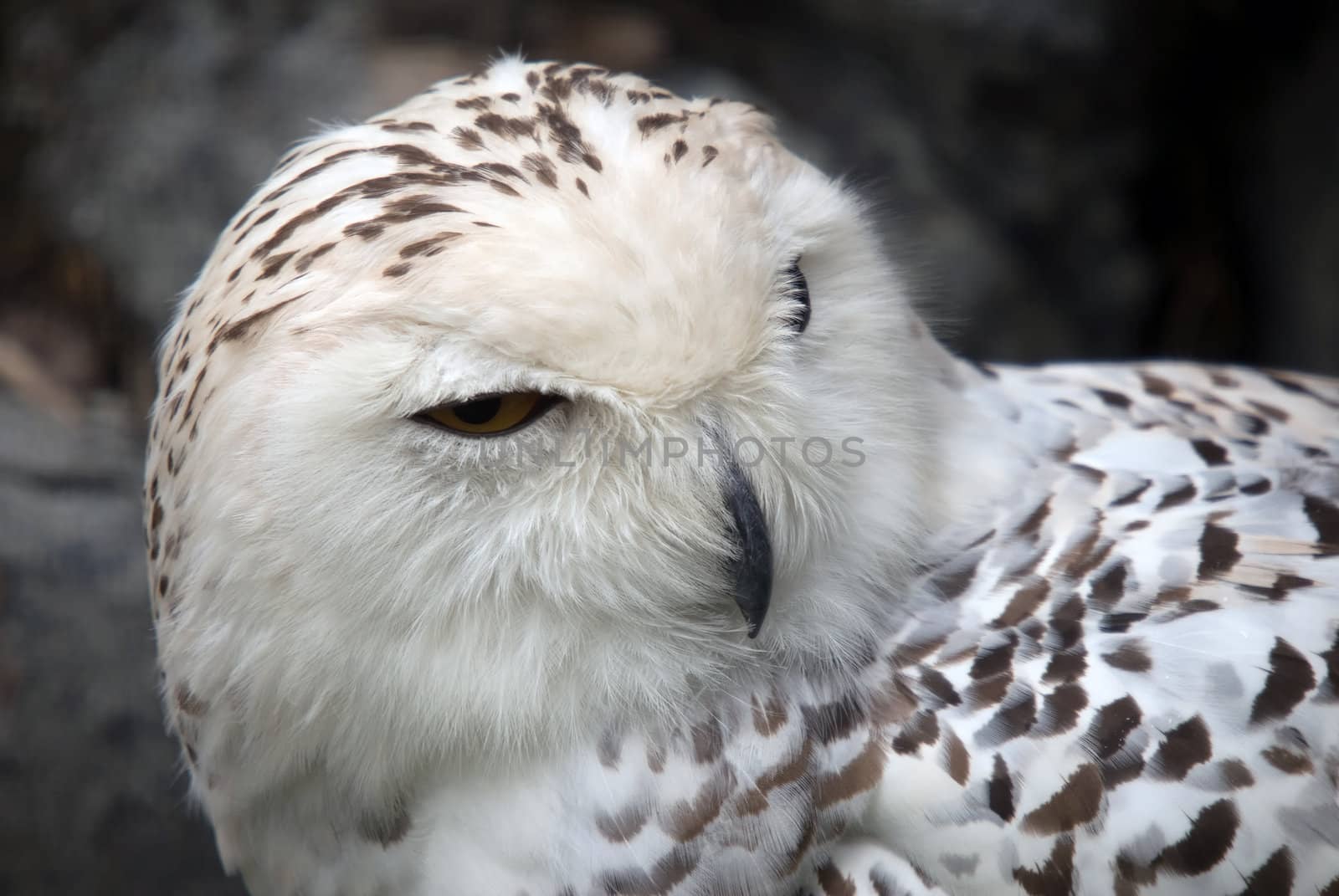 Snowy Owl by nialat