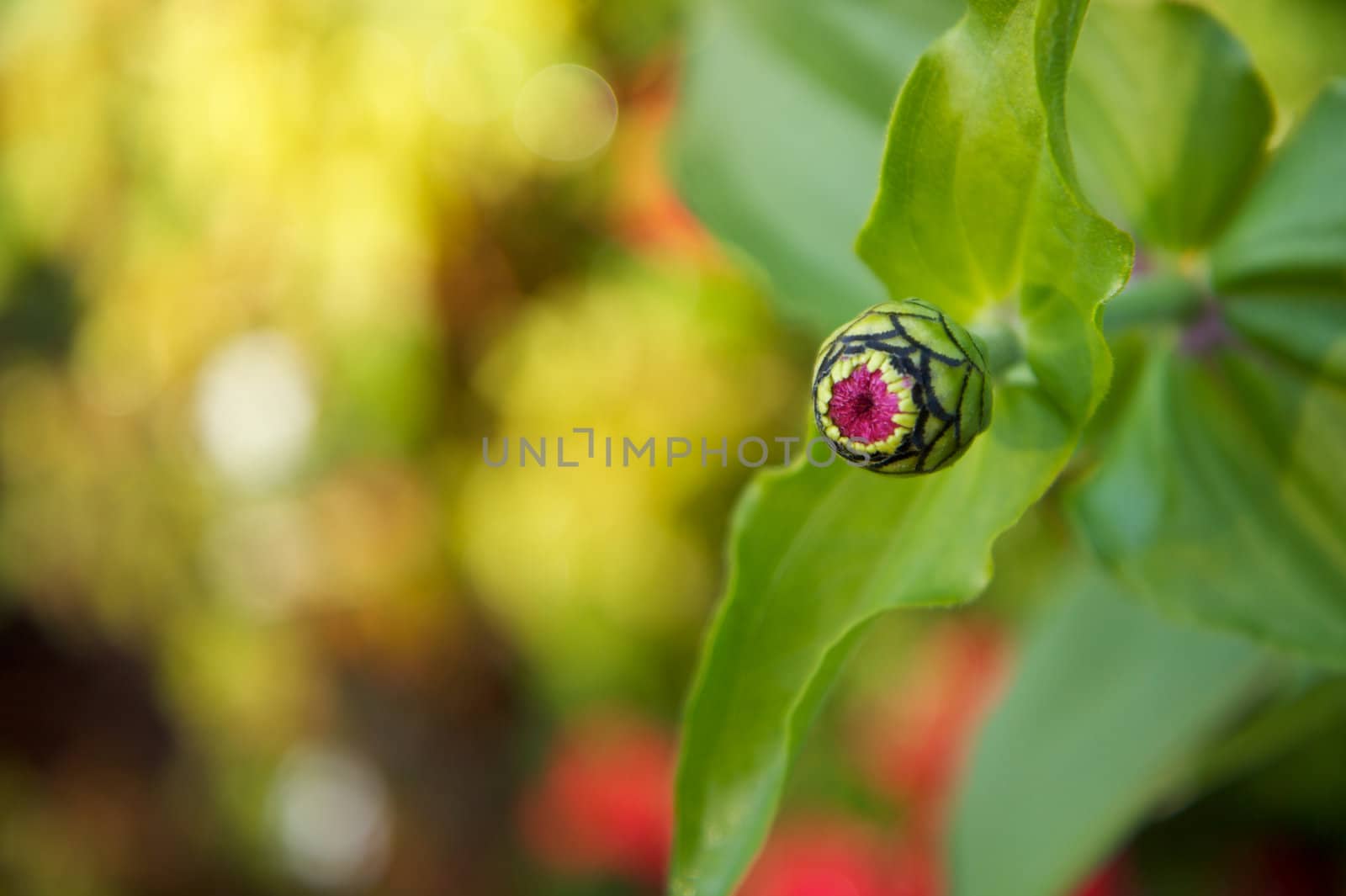 eye ball flower bud by bobkeenan