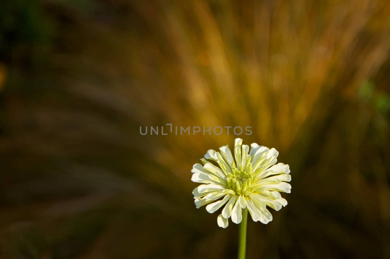 Lone white flower against soft focus brown grass