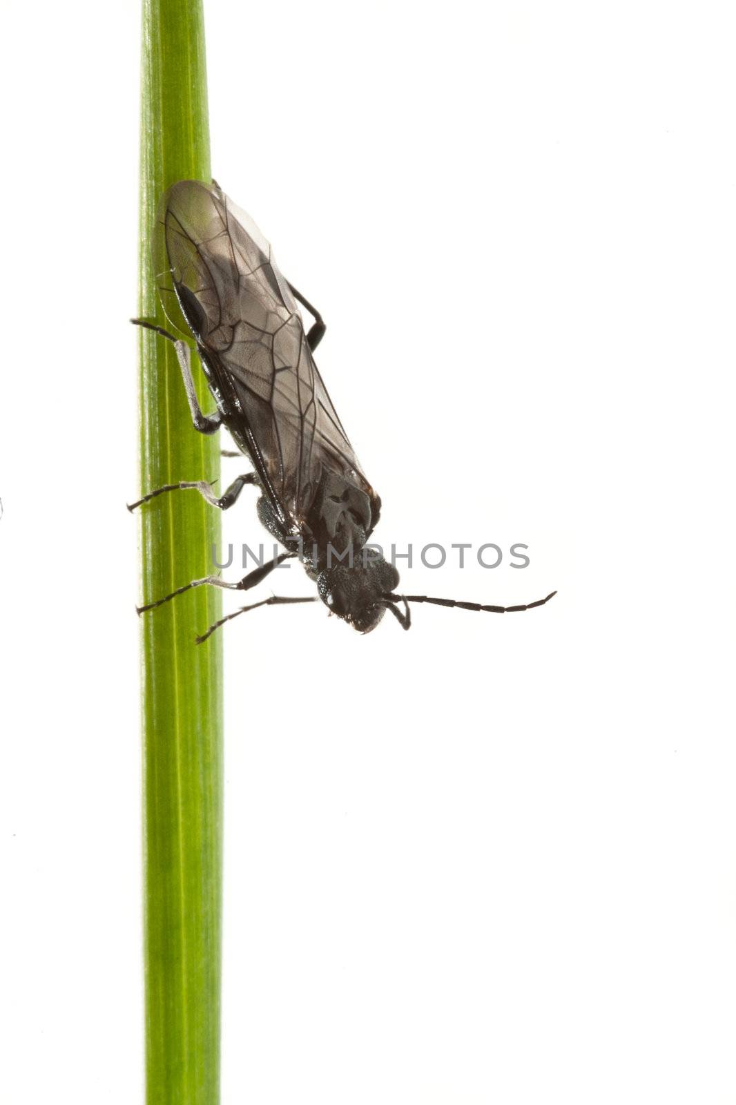 Single fly on a straw with white background