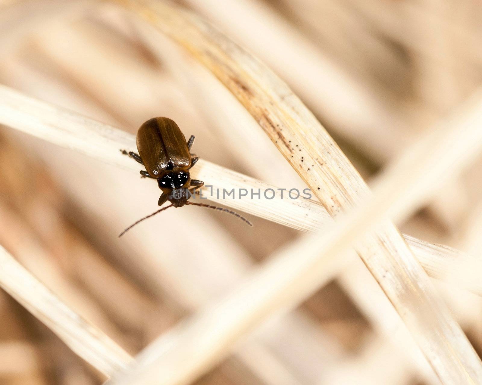 Little single beetle on a straw