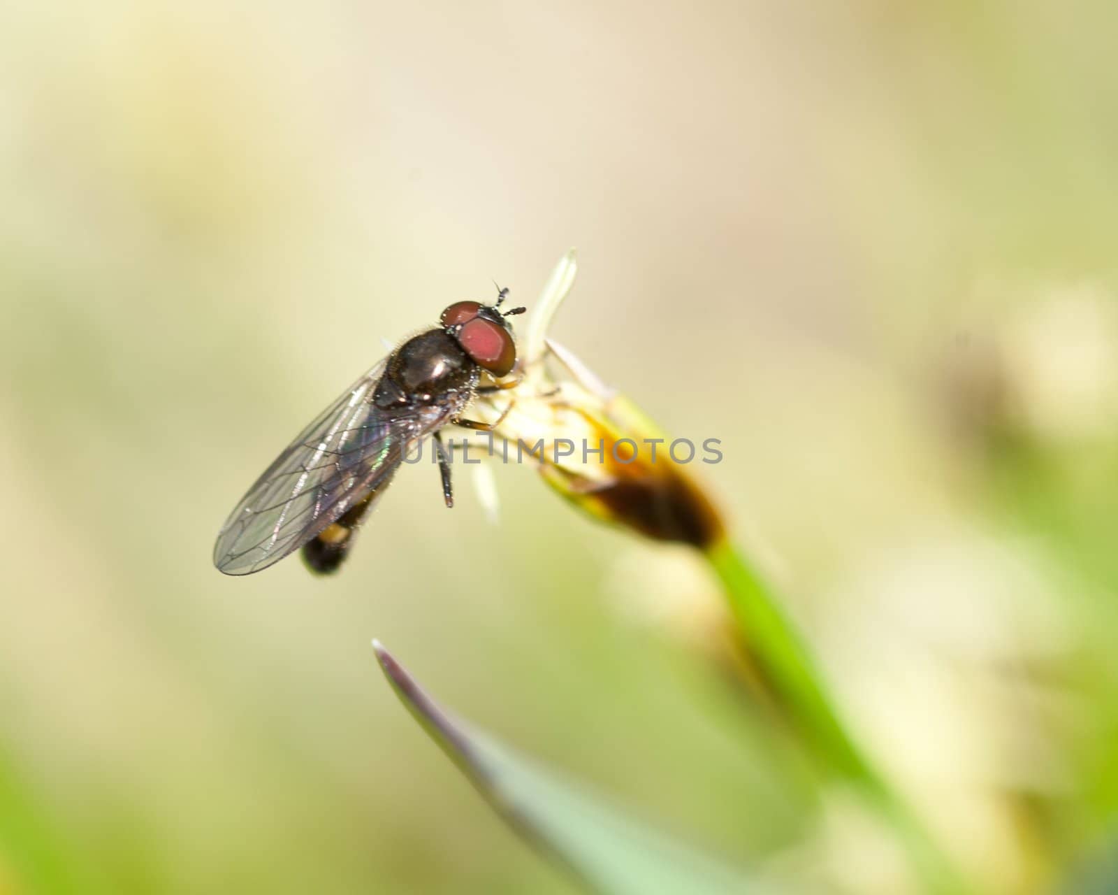 Platycheirus fly