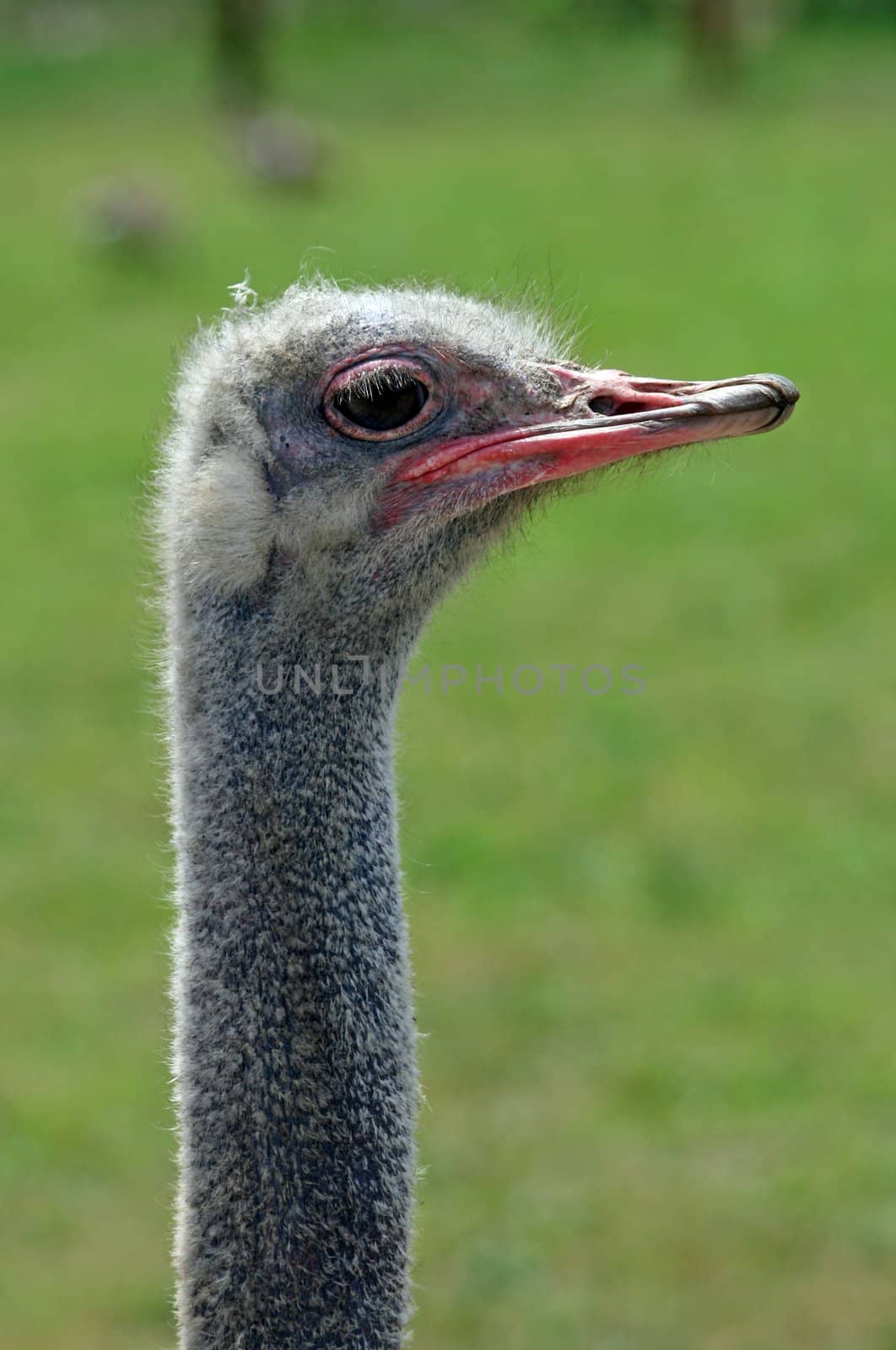 A head close-up of a crane