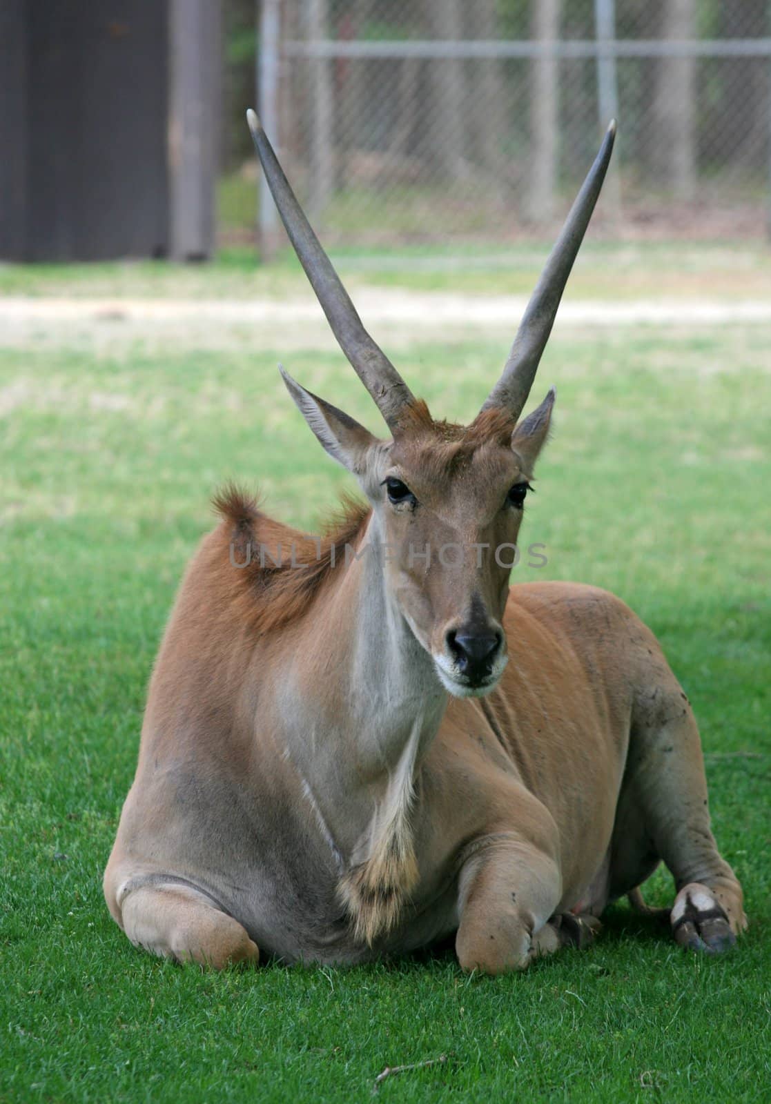 a deer in a zoo, the United States