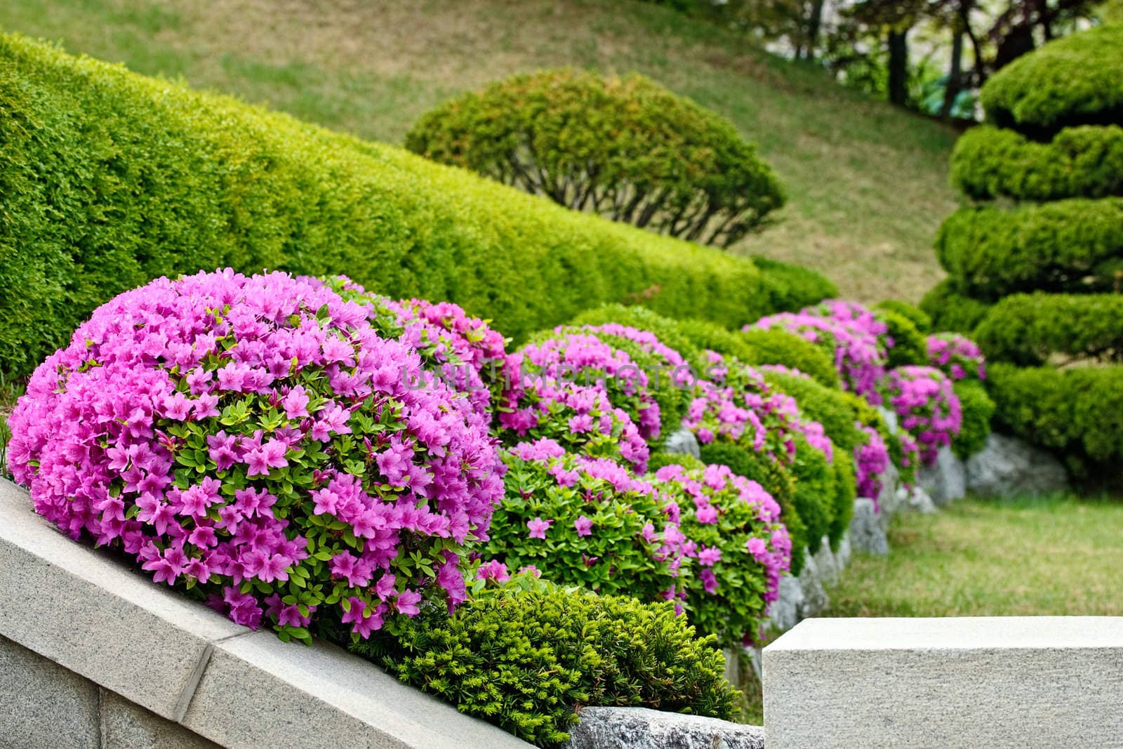 Pink flowers on green floral background with shallow depth of focus