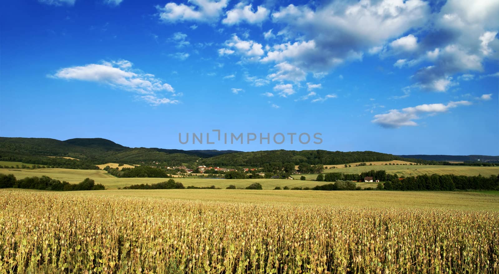 Wide view of poppy field with woods in background and clouds on a blue sky