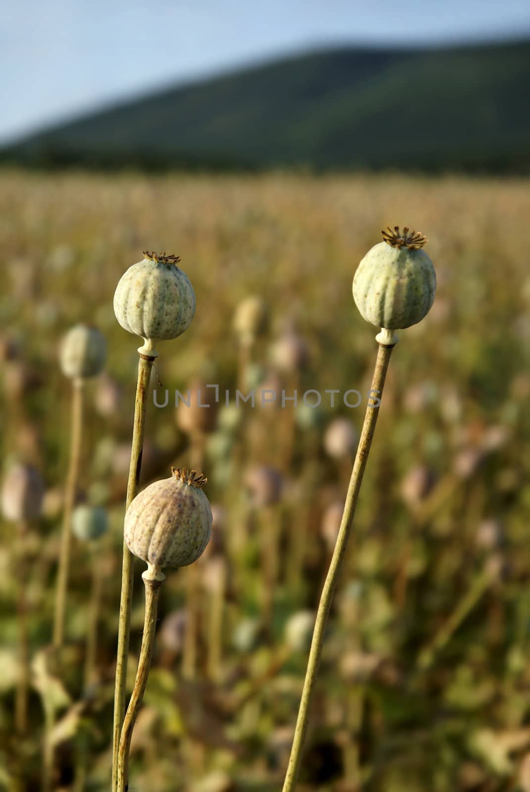 Detail view of three poppyheads with blurred poppy field in background