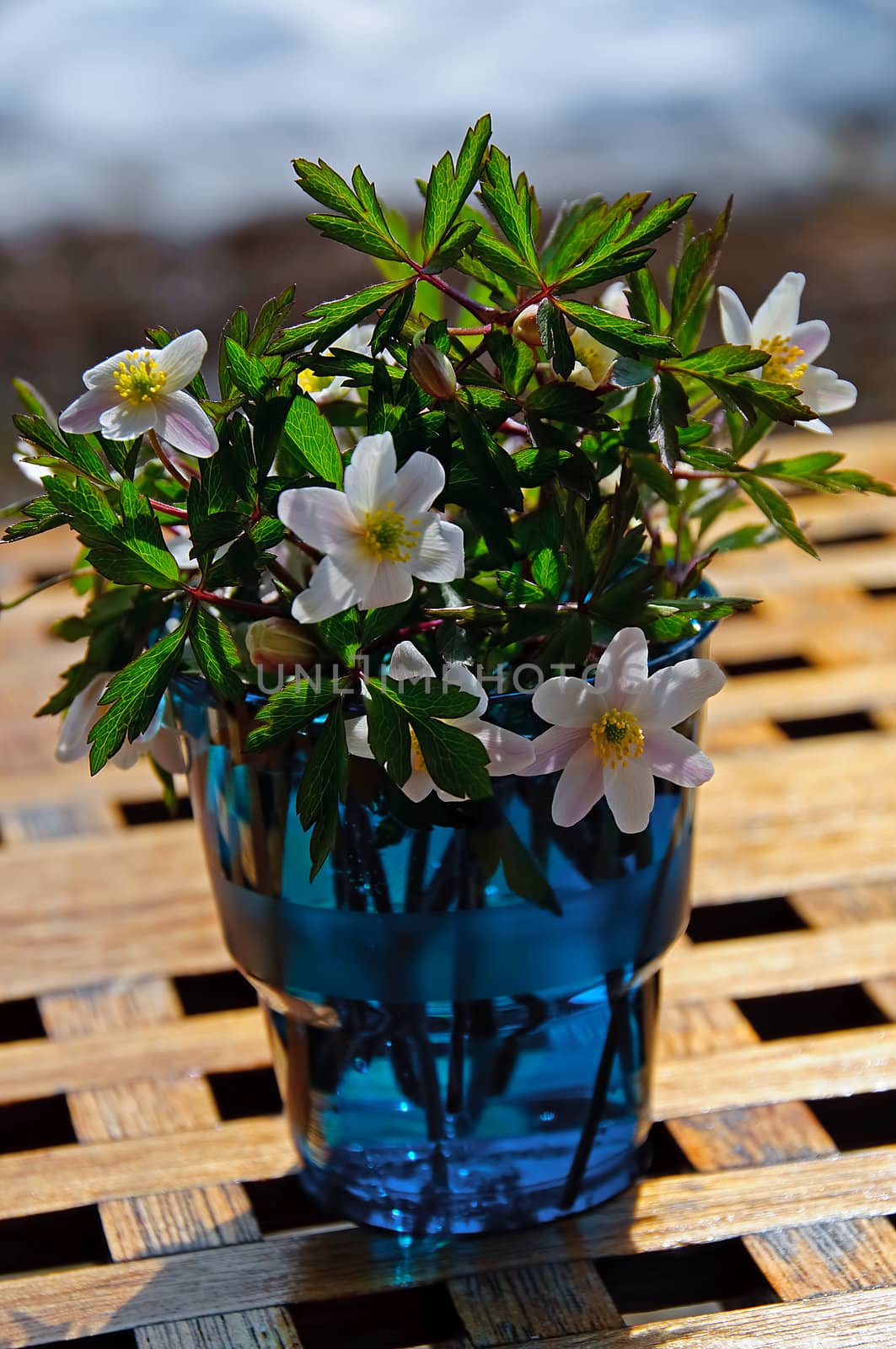 A bouquet of wood anemones in a blue glass