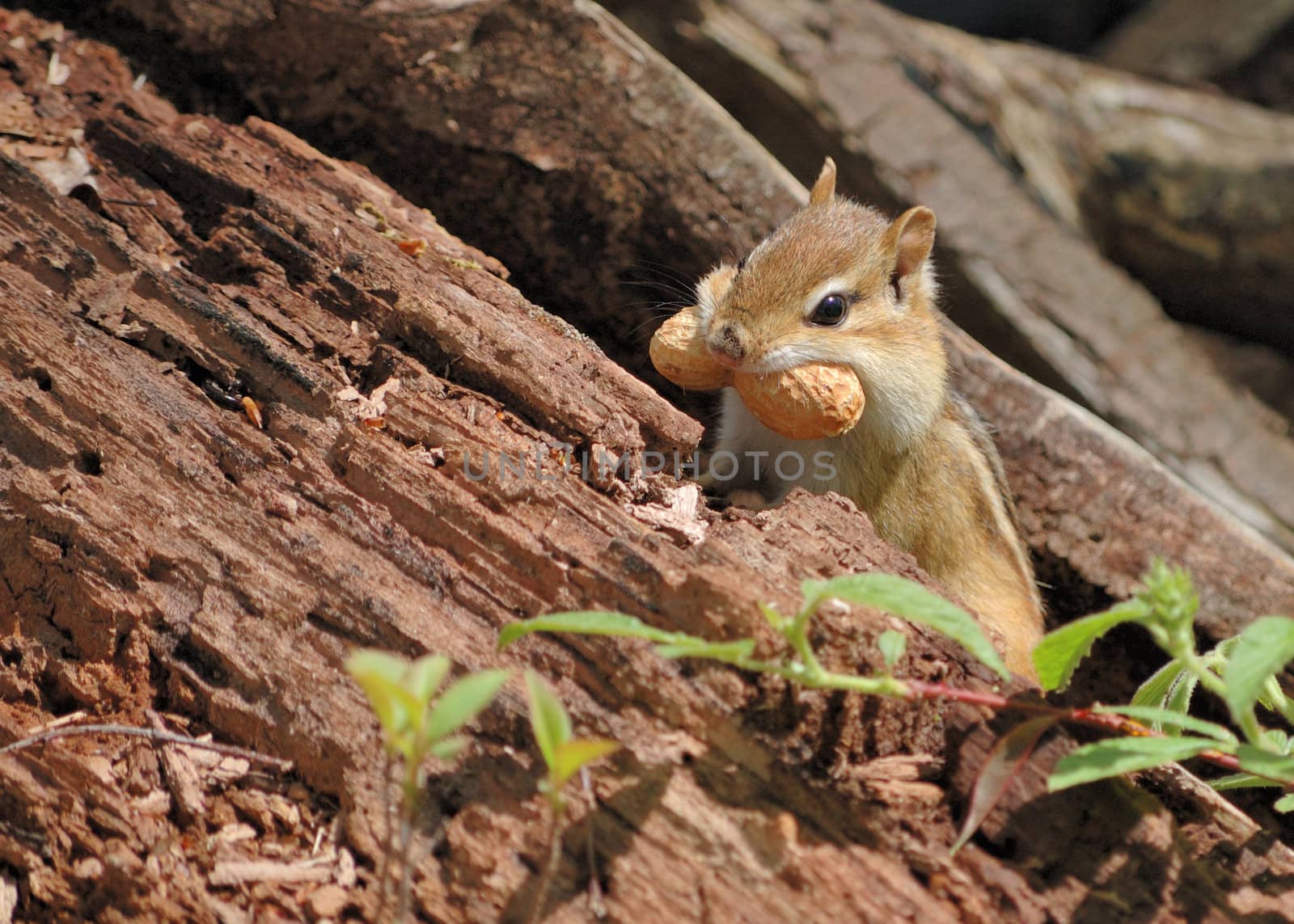 An eastern chipmunk eating a peanut in the woods.