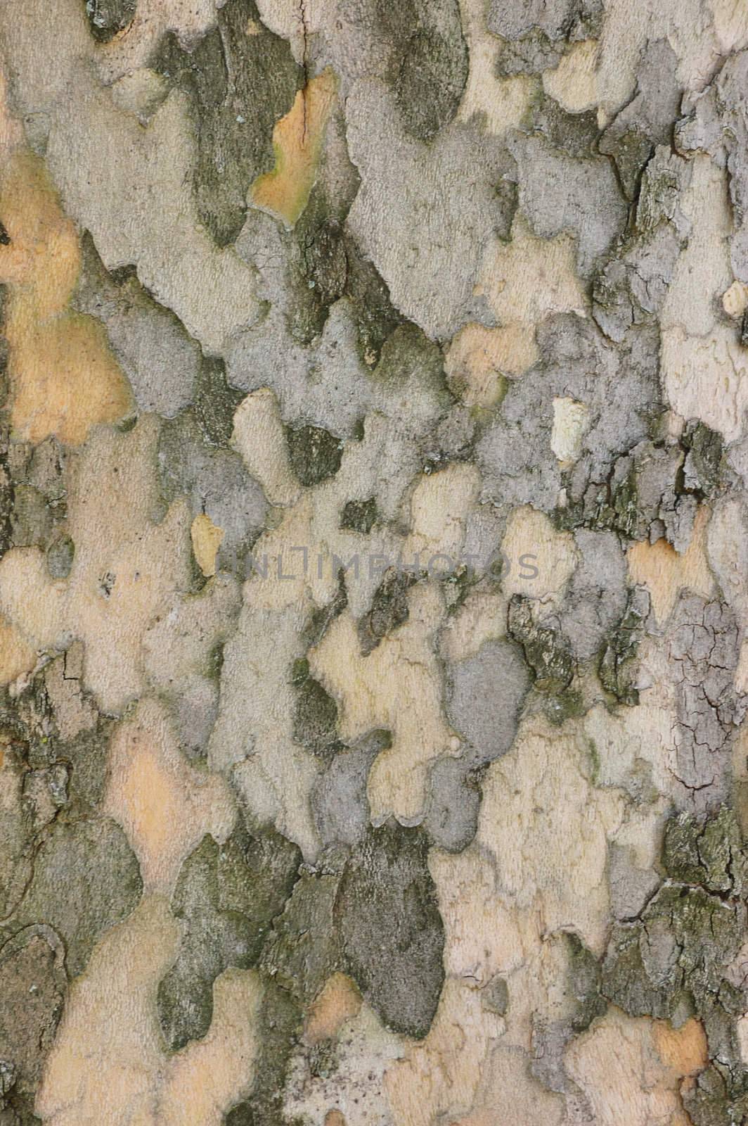 A tree bark background or textured copy space.